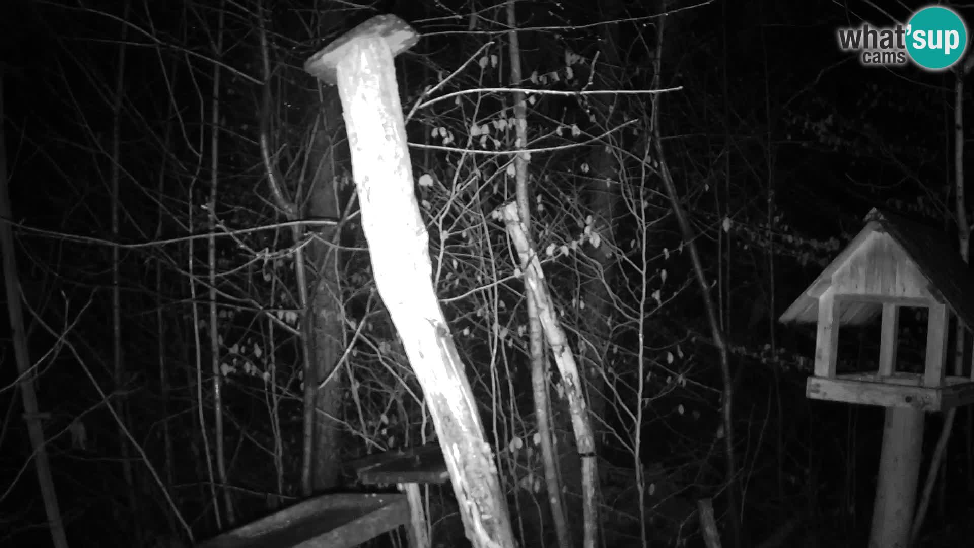 Hranilice za ptice u ZOO web kamera Ljubljana