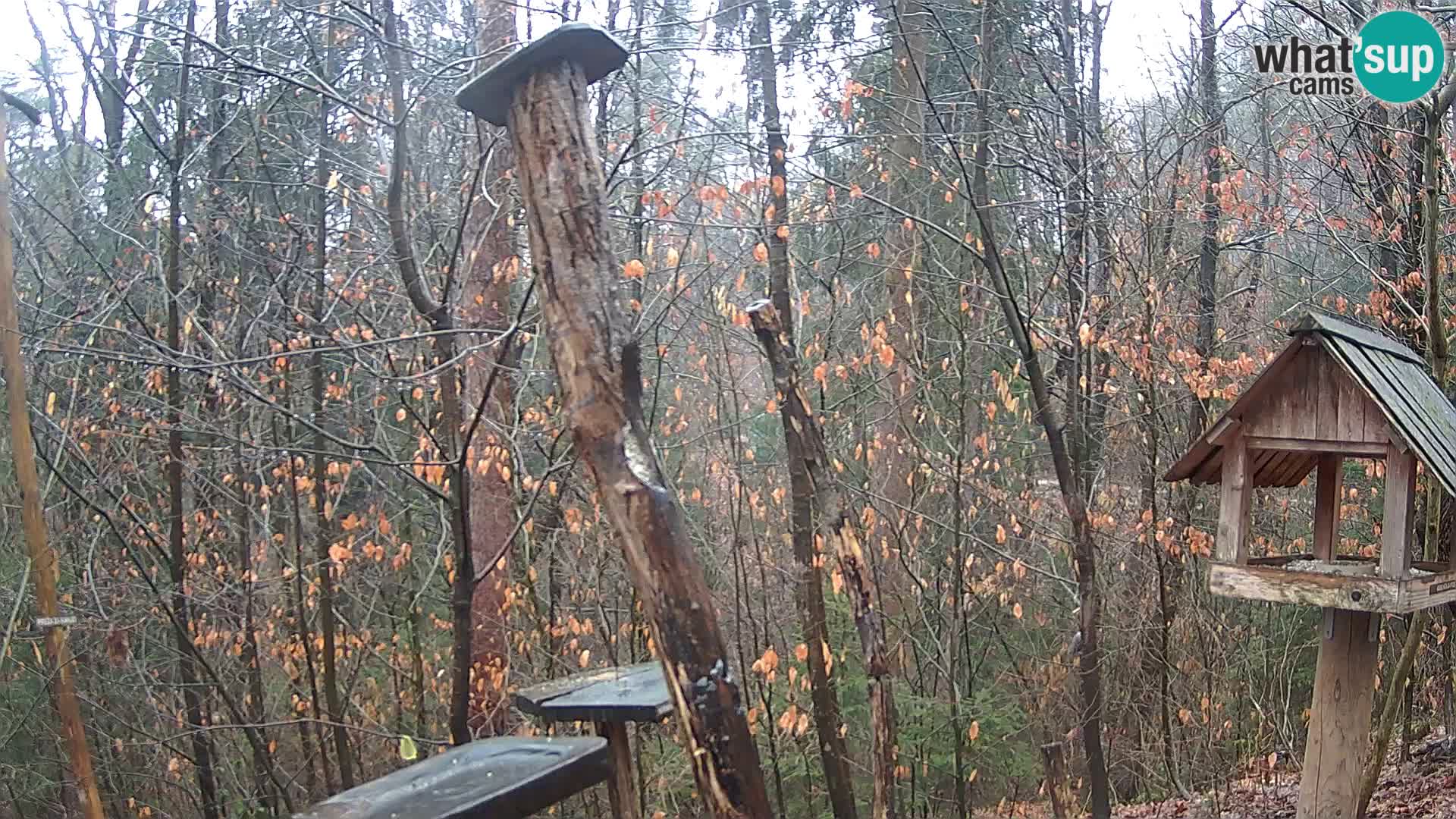 Mangiatoie per uccelli allo ZOO di Lubiana livecam