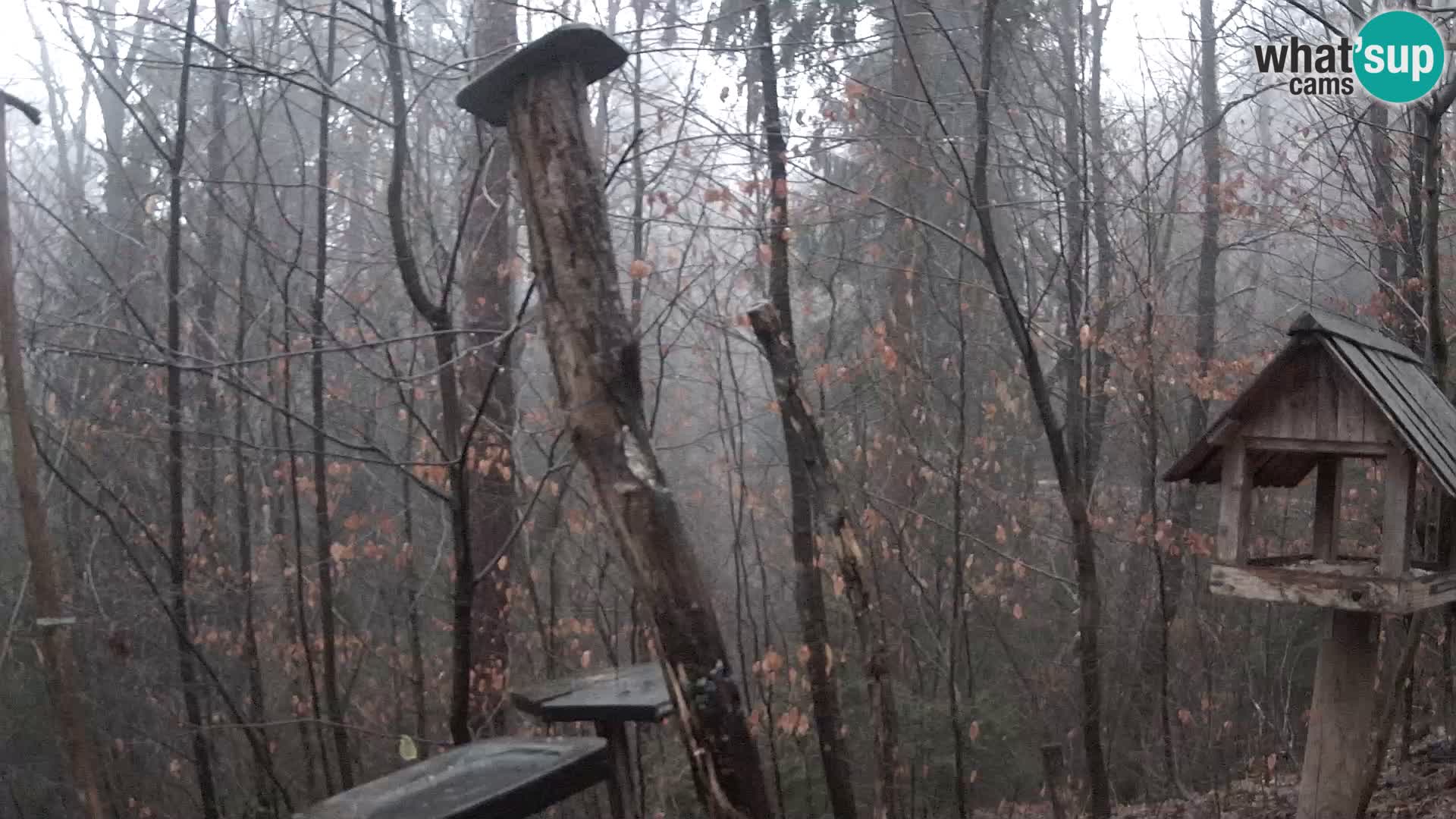 Mangeoires pour oiseaux au ZOO live webcam Ljubljana