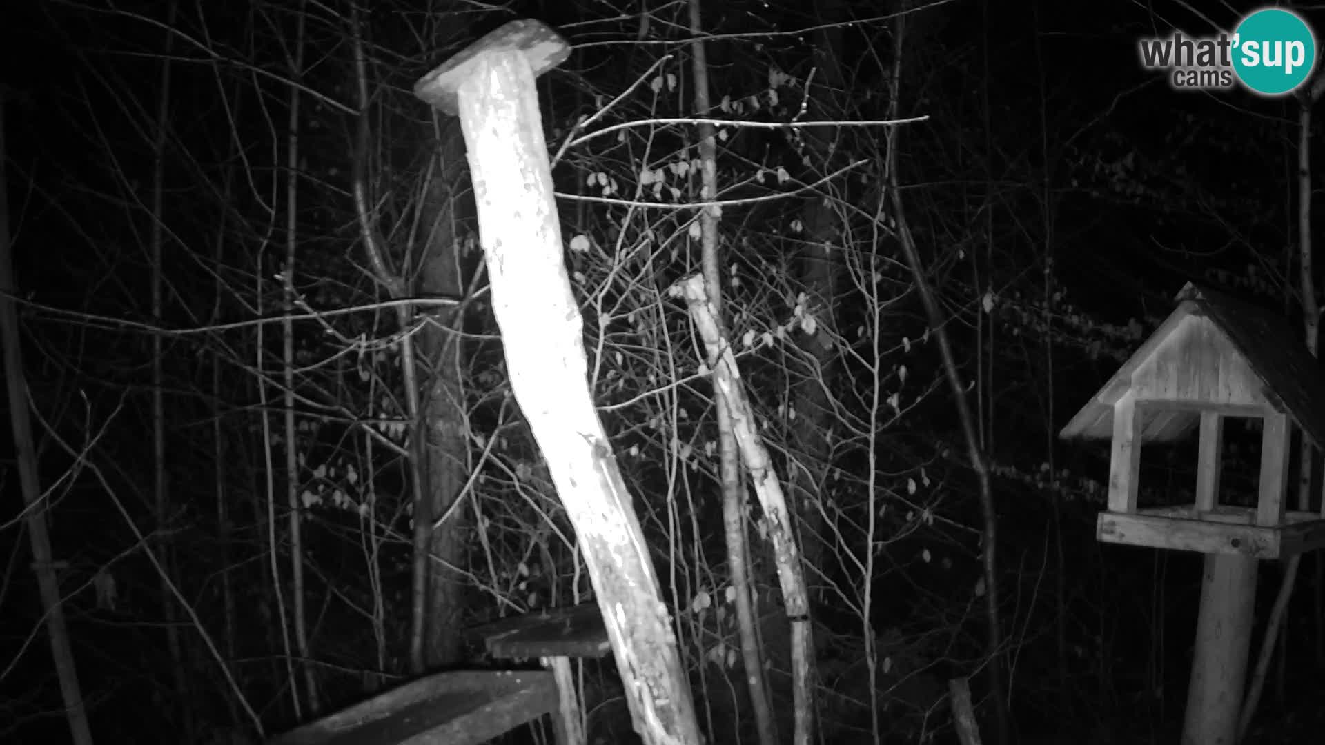 Mangiatoie per uccelli allo ZOO di Lubiana livecam