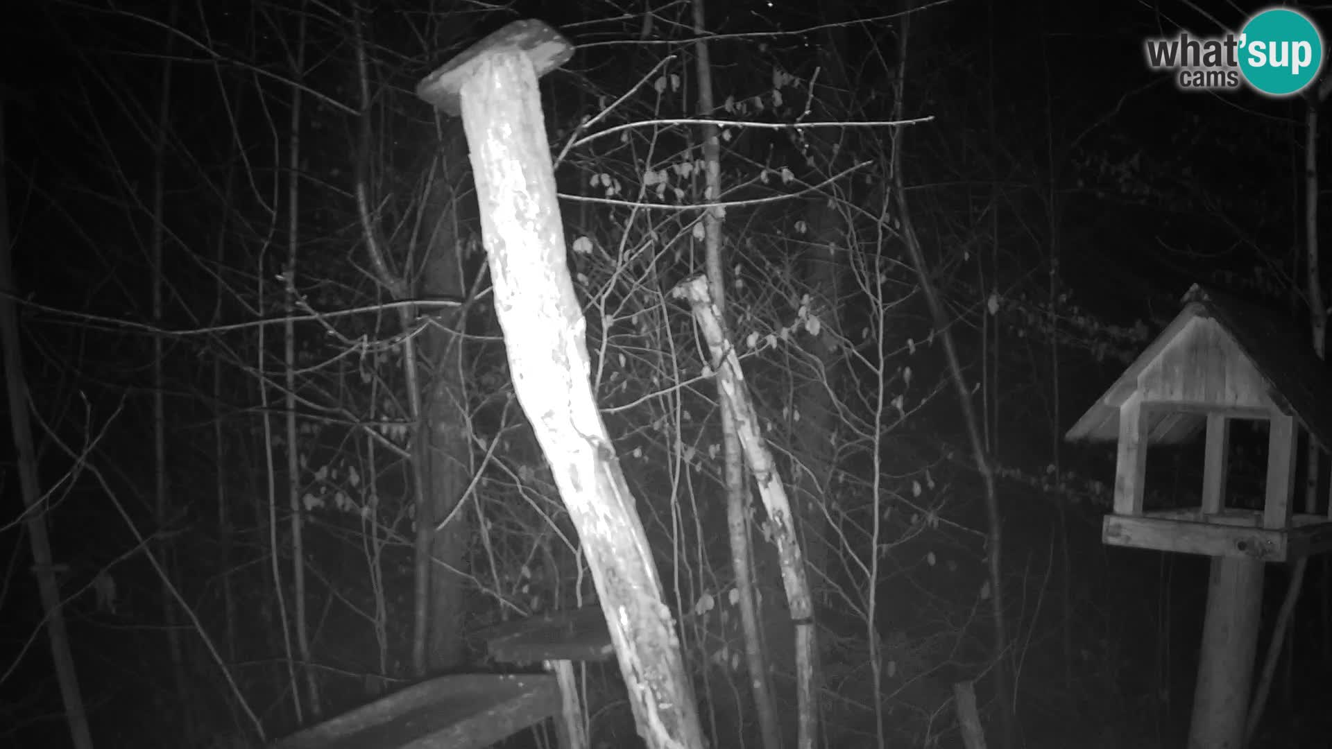 Mangiatoie per uccelli allo ZOO di Lubiana livecam