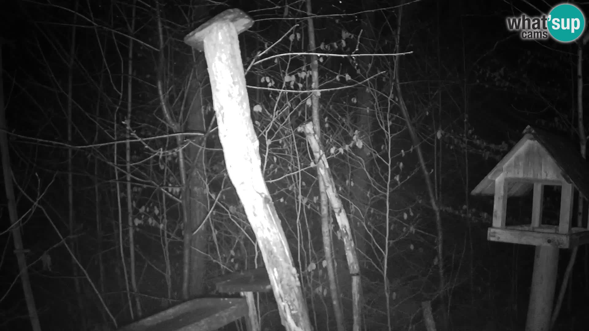 Vogelfutterhäuschen im ZOO webcam Ljubljana