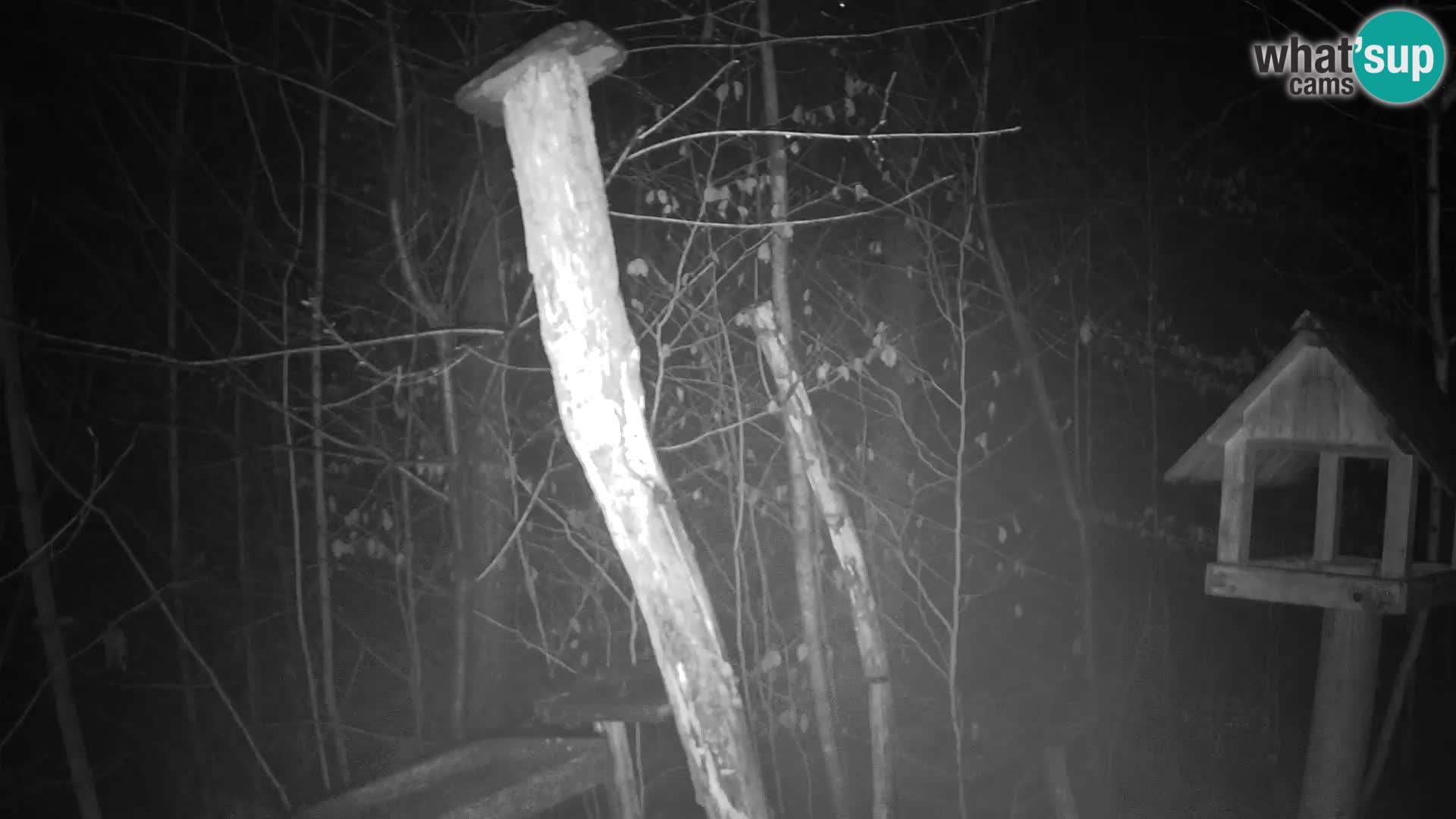 Krmilnice za ptiče v ZOO Ljubljana spletna kamera