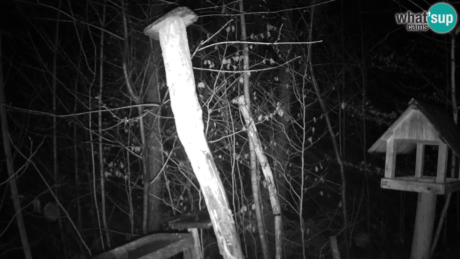 Mangiatoie per uccelli allo ZOO di Lubiana livecam