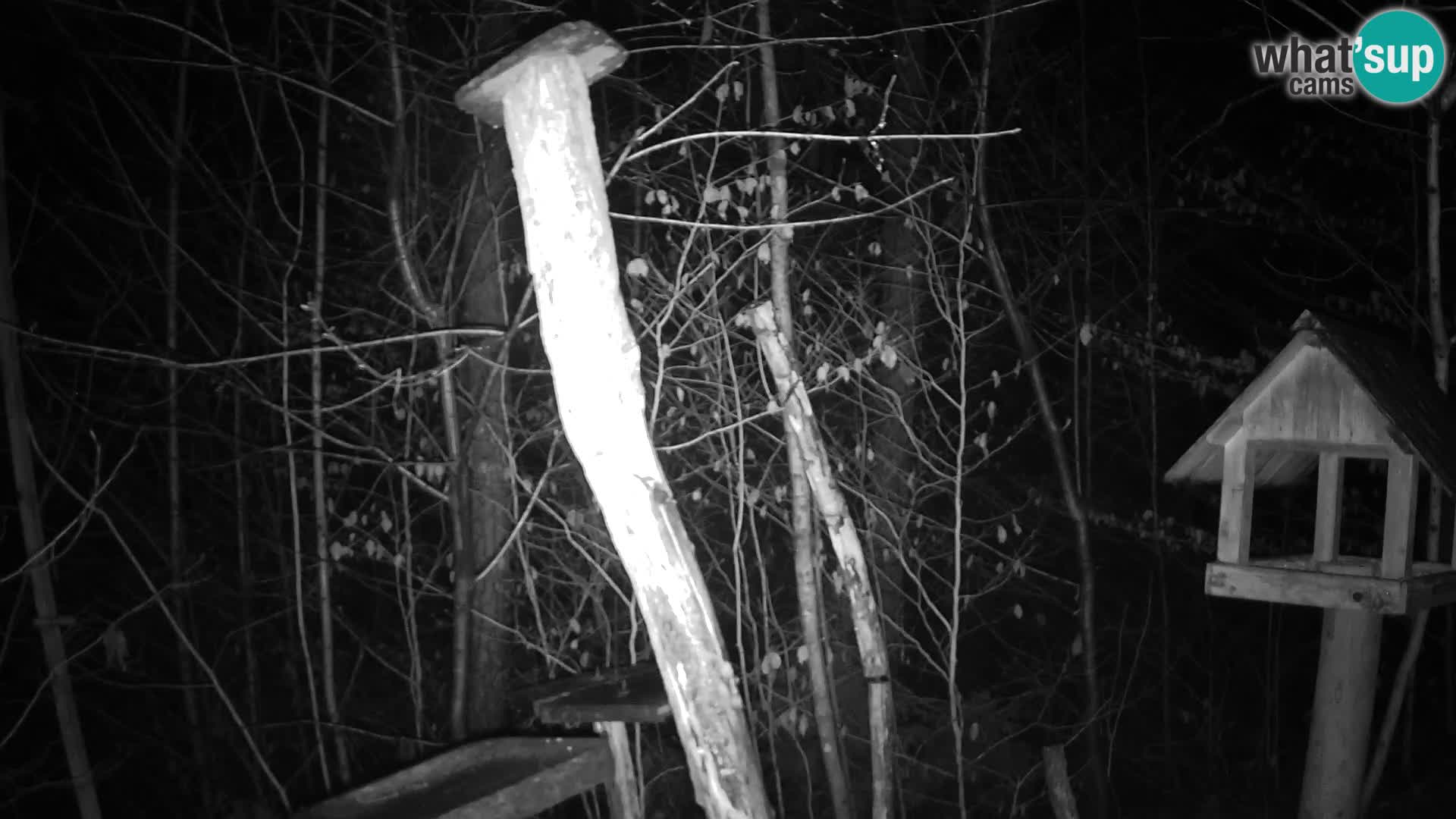 Comederos para pájaros en ZOO Ljubljana camera en vivo