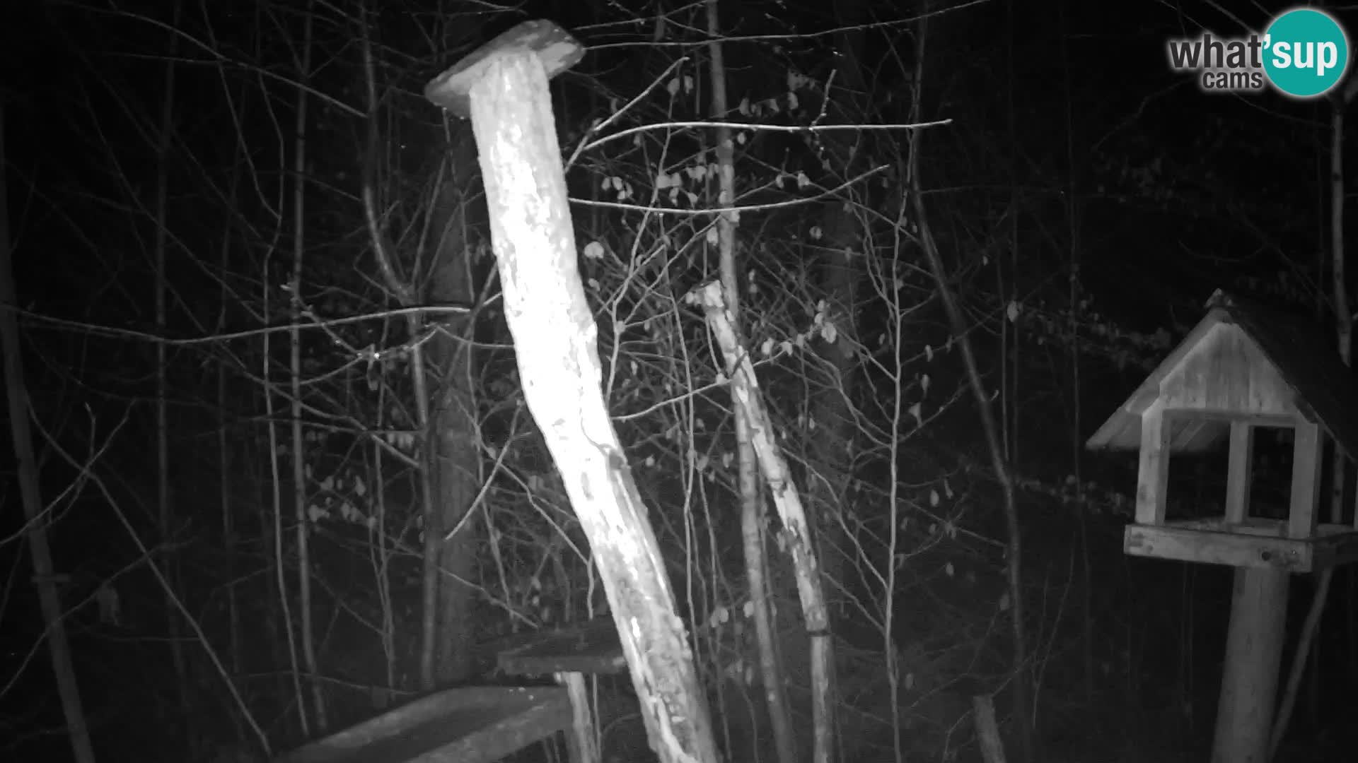 Comederos para pájaros en ZOO Ljubljana camera en vivo