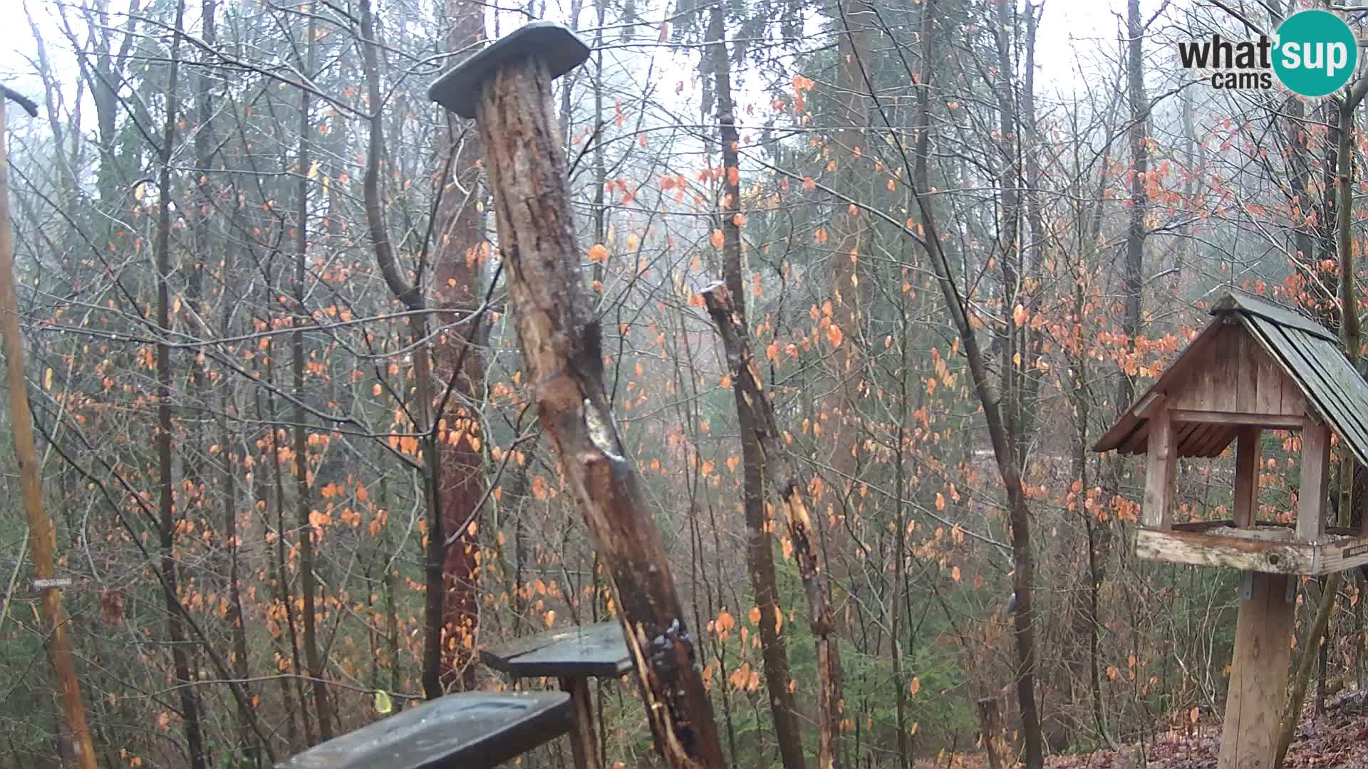 Hranilice za ptice u ZOO web kamera Ljubljana