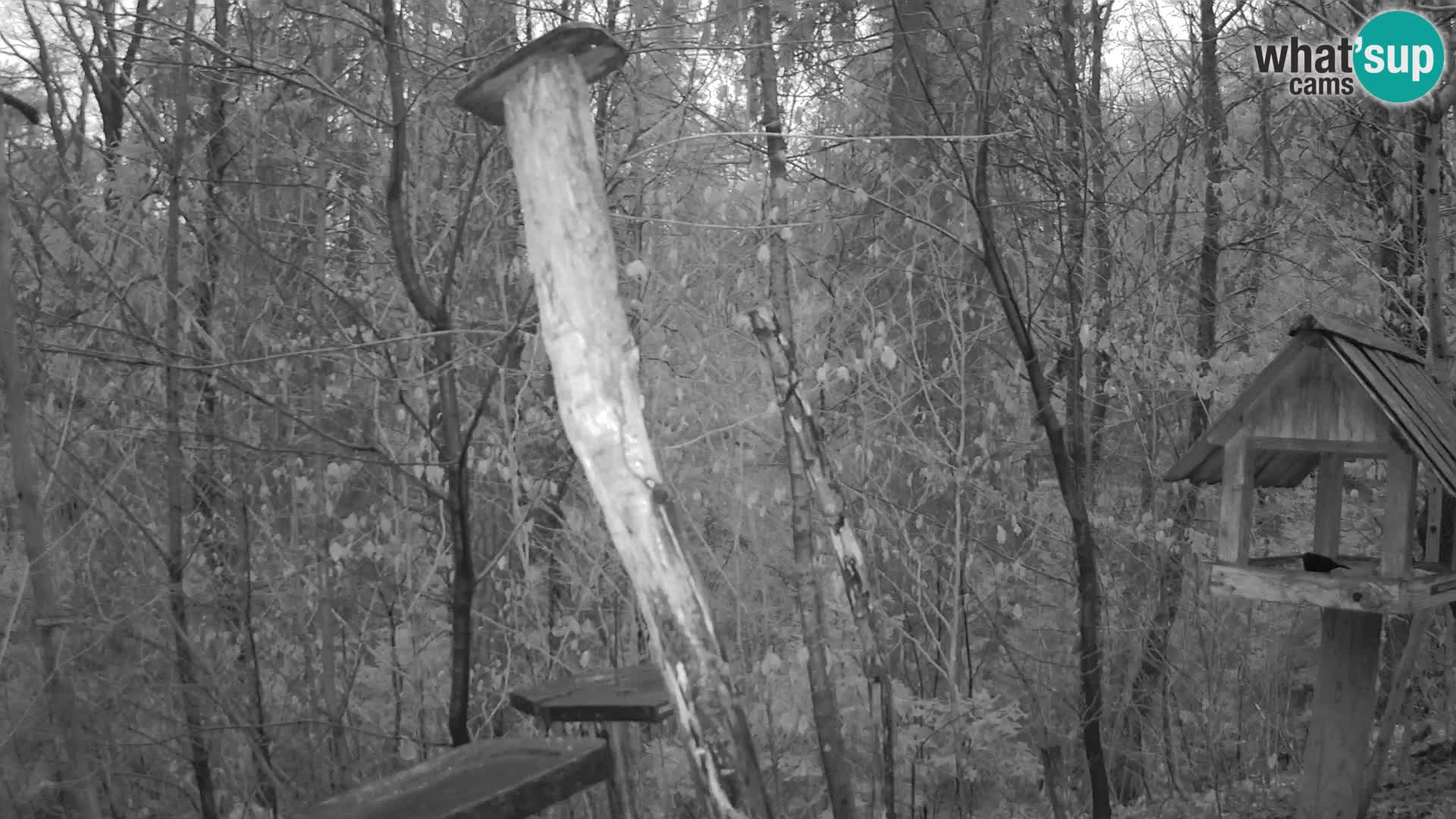 Vogelfutterhäuschen im ZOO webcam Ljubljana