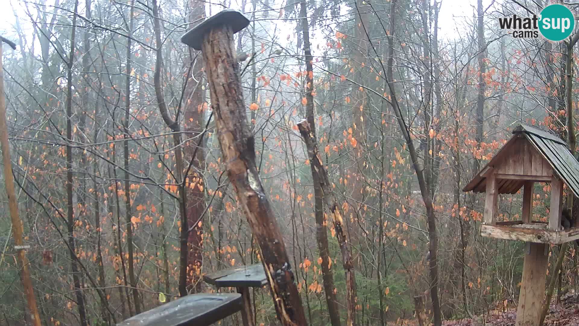 Mangiatoie per uccelli allo ZOO di Lubiana livecam