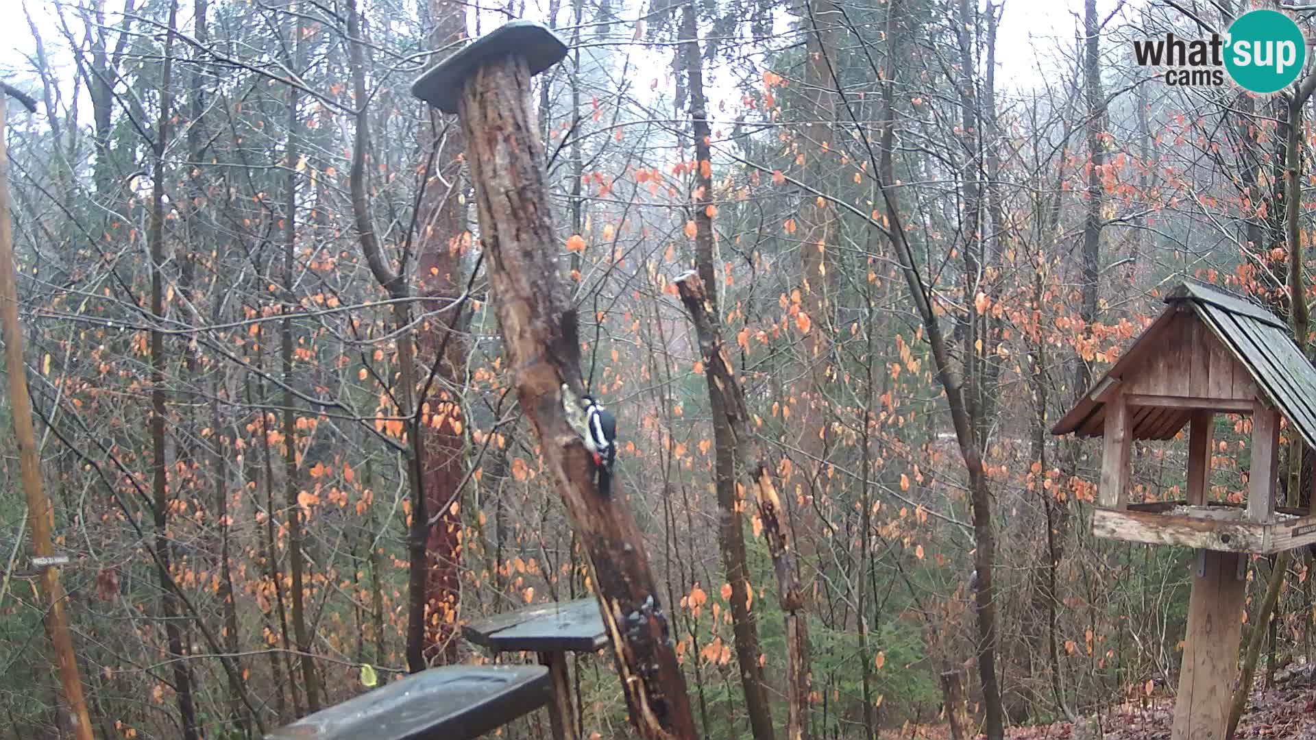 Mangiatoie per uccelli allo ZOO di Lubiana livecam