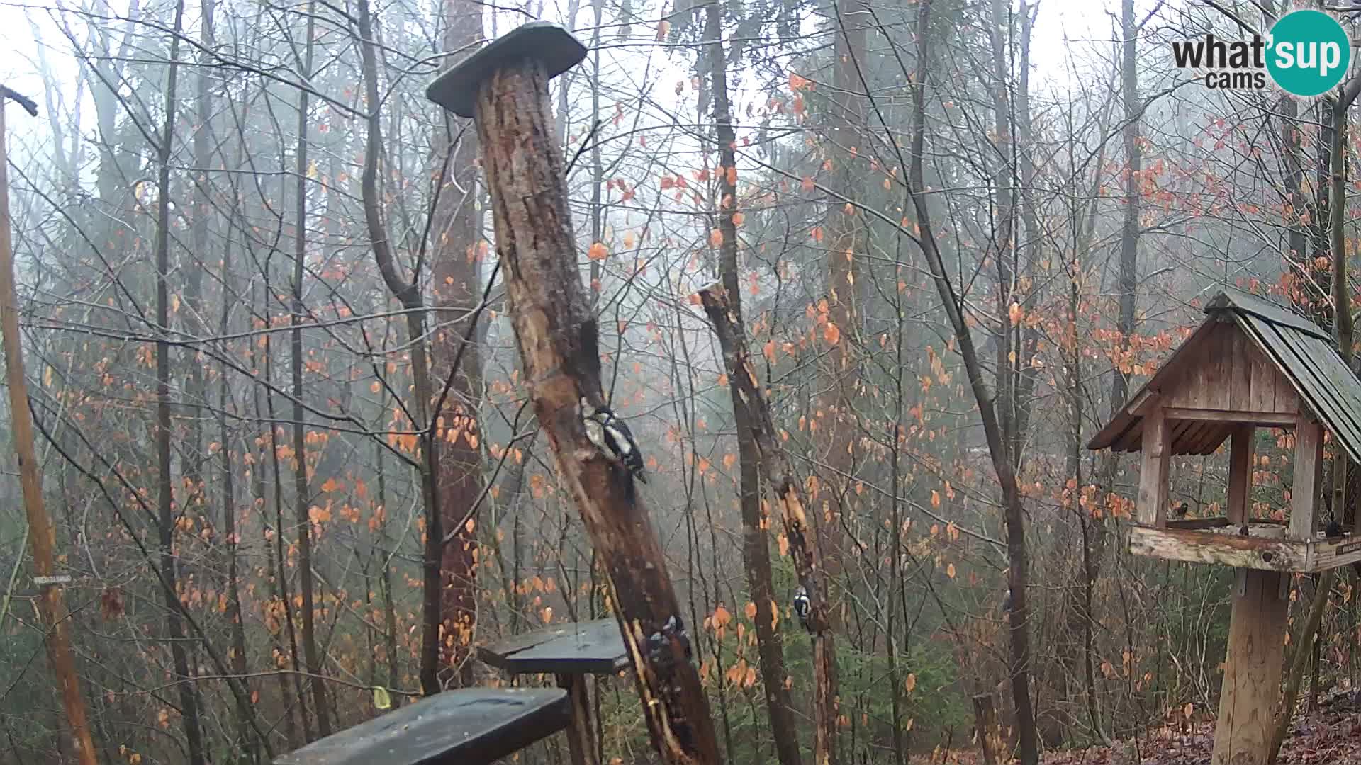 Hranilice za ptice u ZOO web kamera Ljubljana