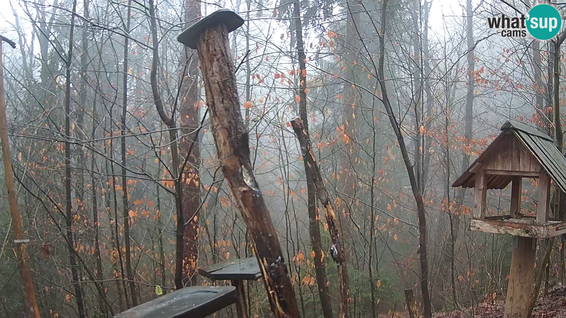 Vogelfutterhäuschen im ZOO webcam Ljubljana