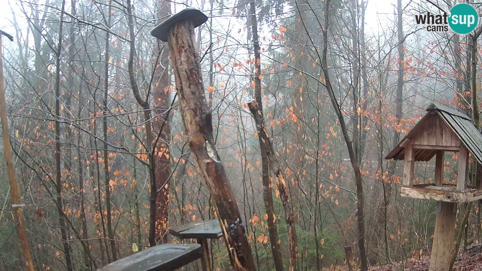 Vogelfutterhäuschen im ZOO webcam Ljubljana