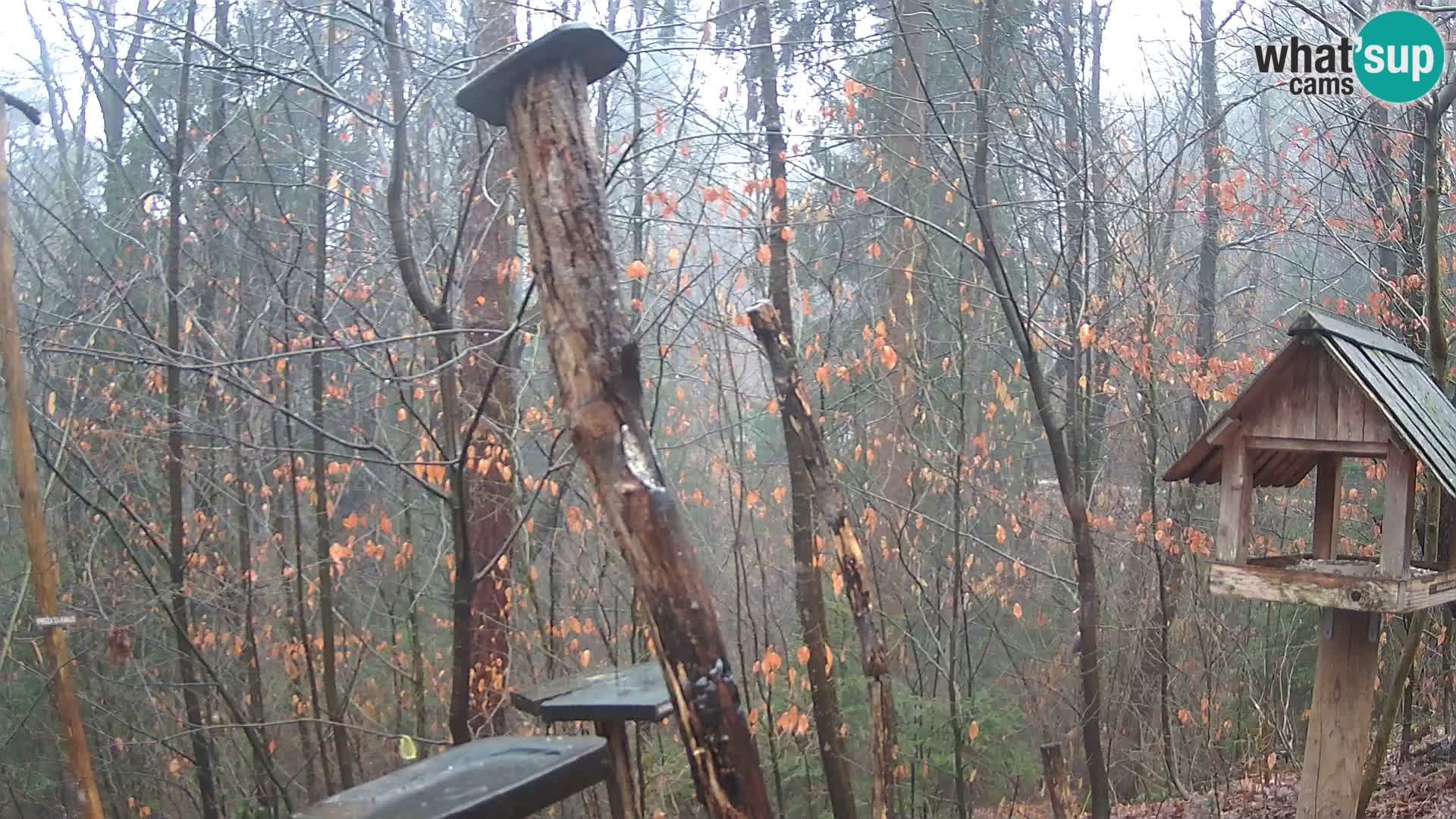 Vogelfutterhäuschen im ZOO webcam Ljubljana