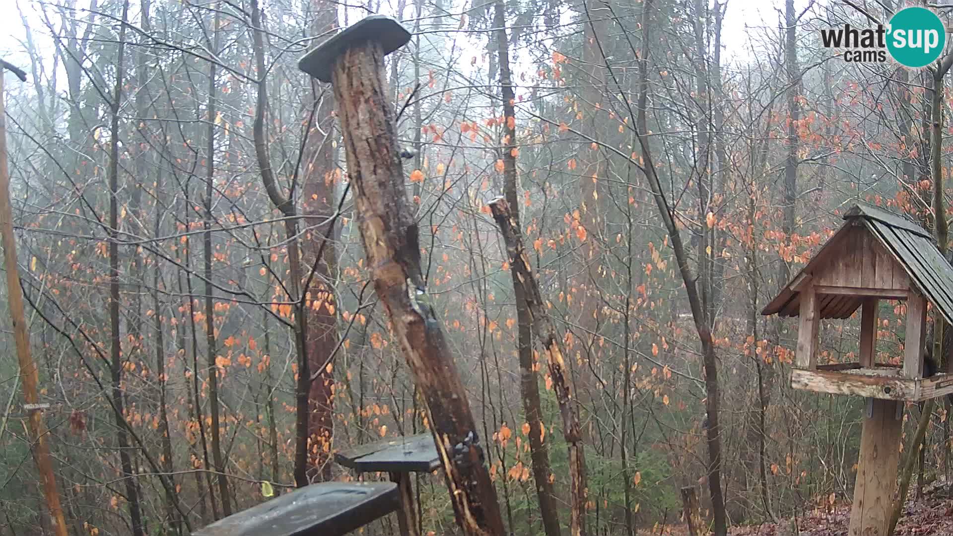 Vogelfutterhäuschen im ZOO webcam Ljubljana