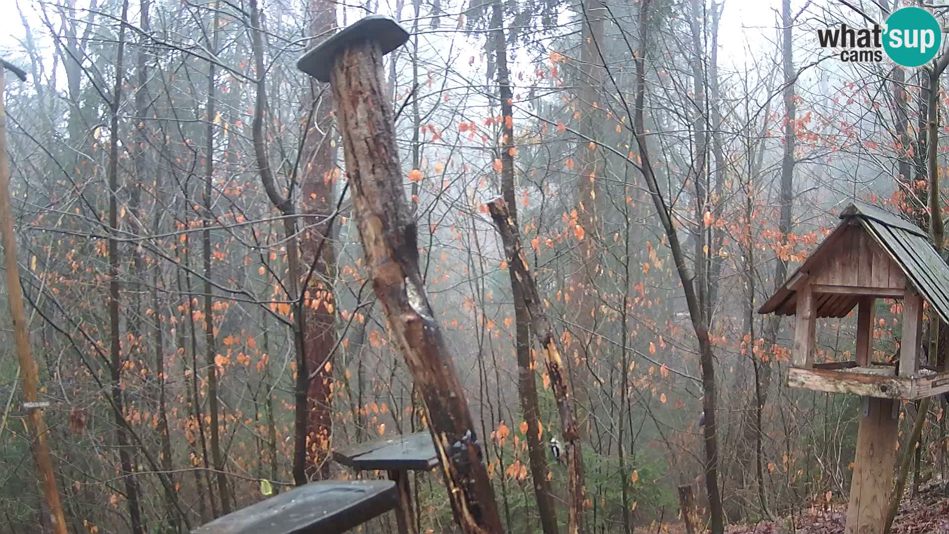 Krmilnice za ptiče v ZOO Ljubljana spletna kamera