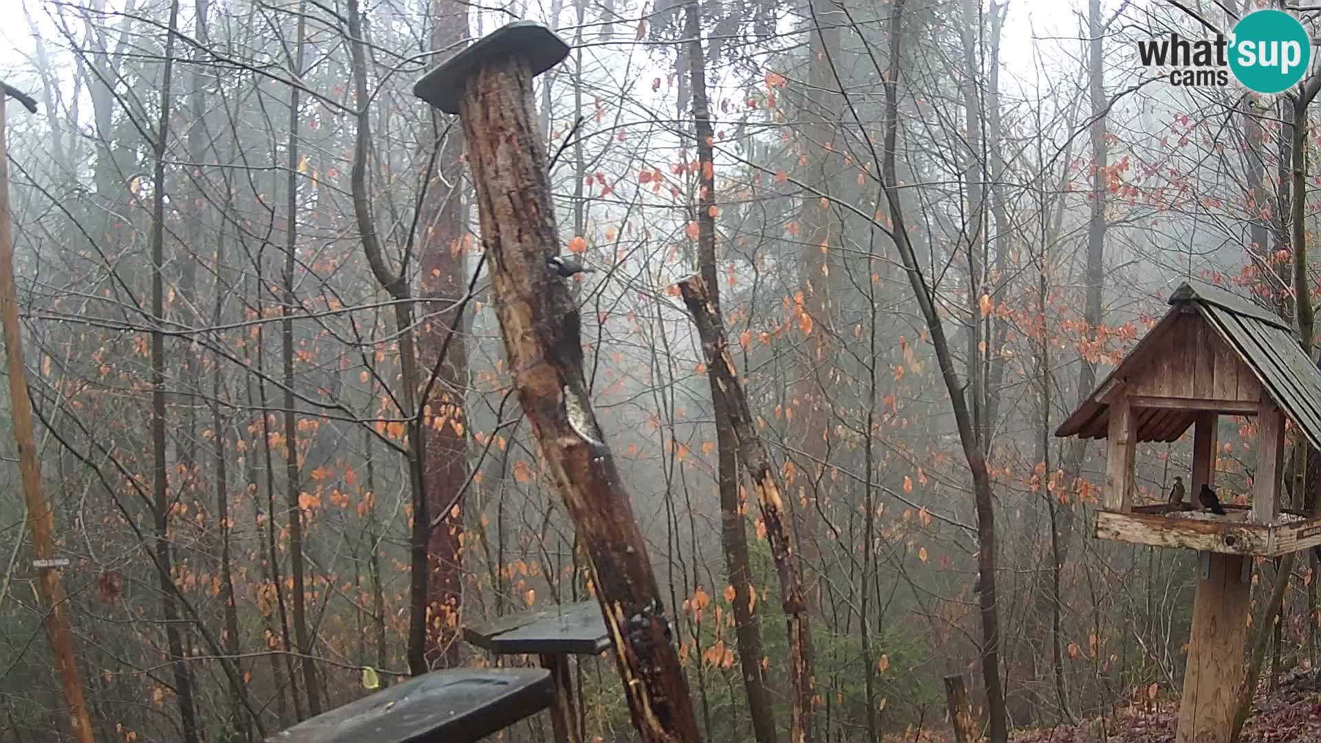 Krmilnice za ptiče v ZOO Ljubljana spletna kamera