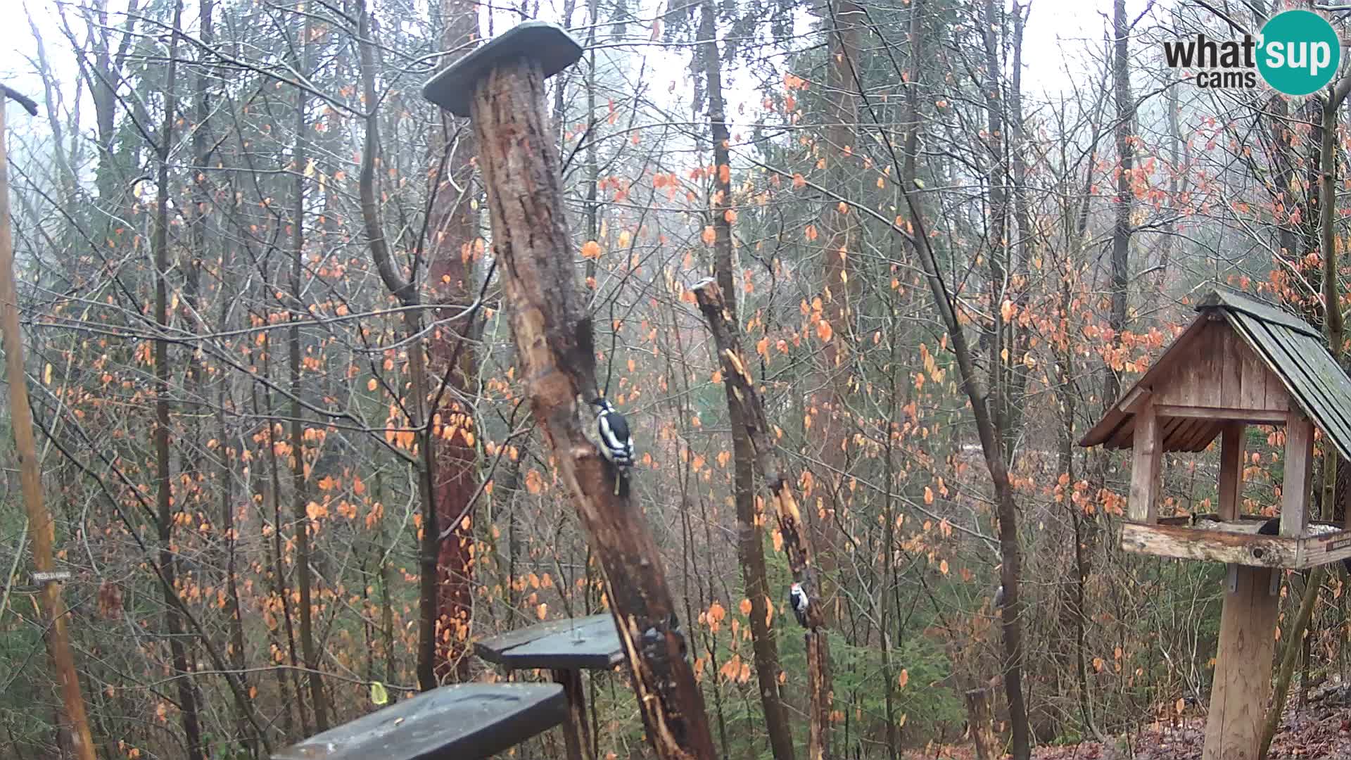 Comederos para pájaros en ZOO Ljubljana camera en vivo