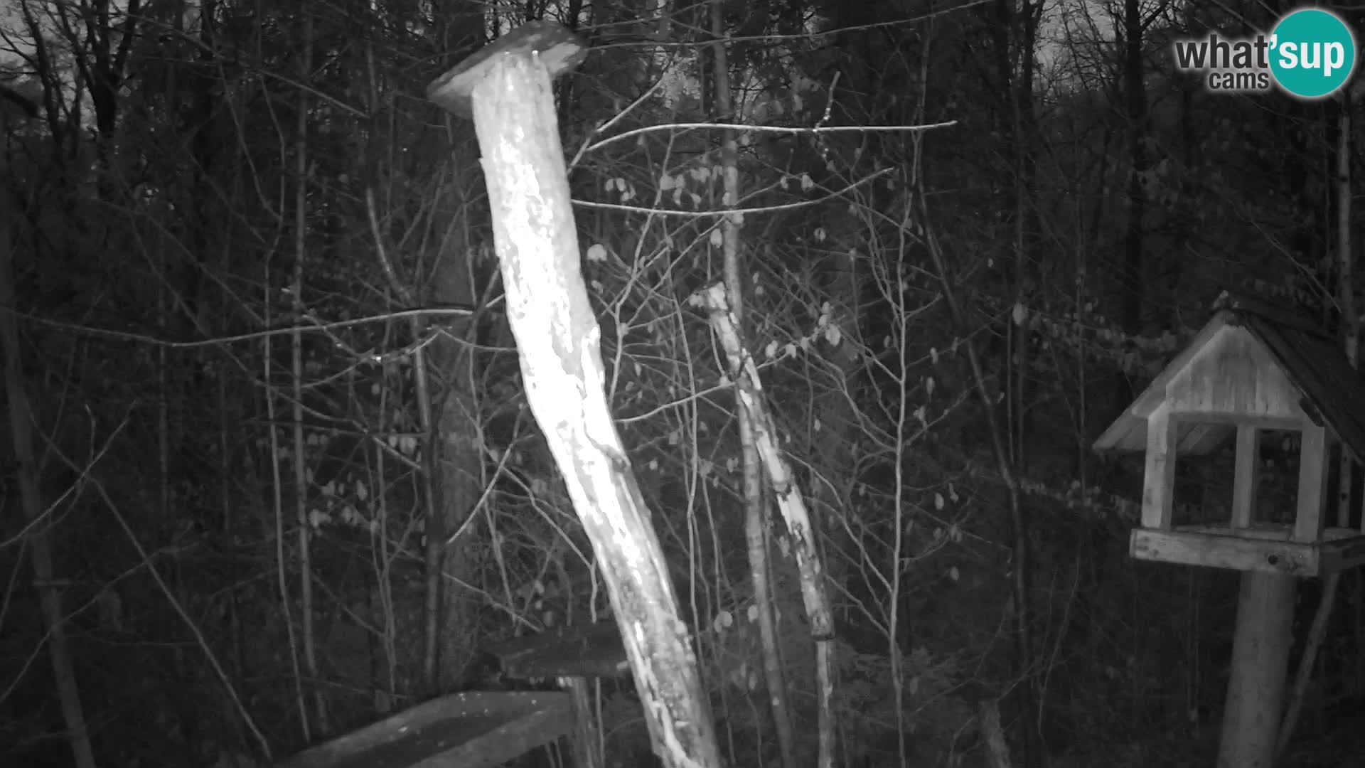 Vogelfutterhäuschen im ZOO webcam Ljubljana