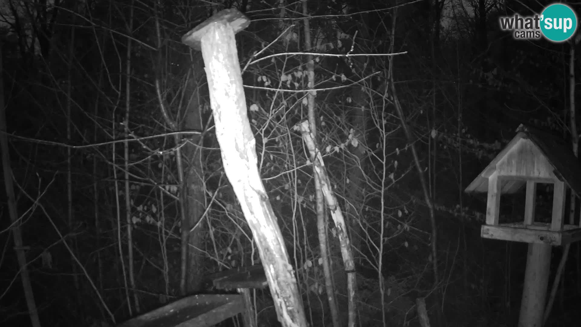 Mangeoires pour oiseaux au ZOO live webcam Ljubljana