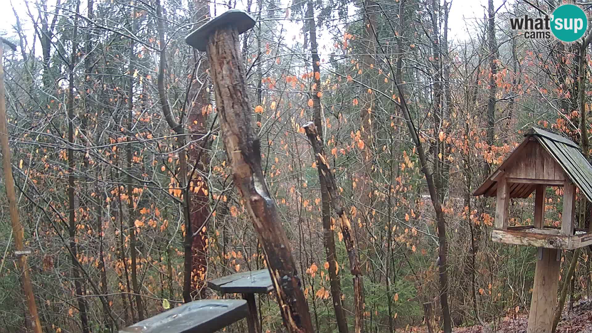 Bird feeders at ZOO Ljubljana webcam