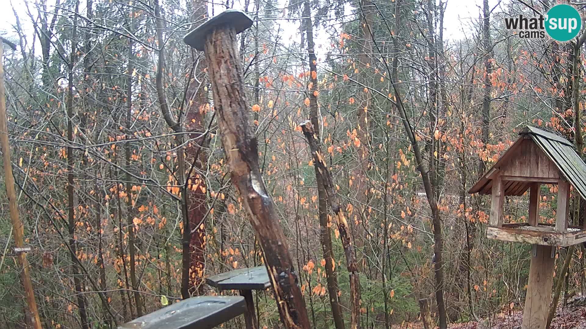 Bird feeders at ZOO Ljubljana webcam