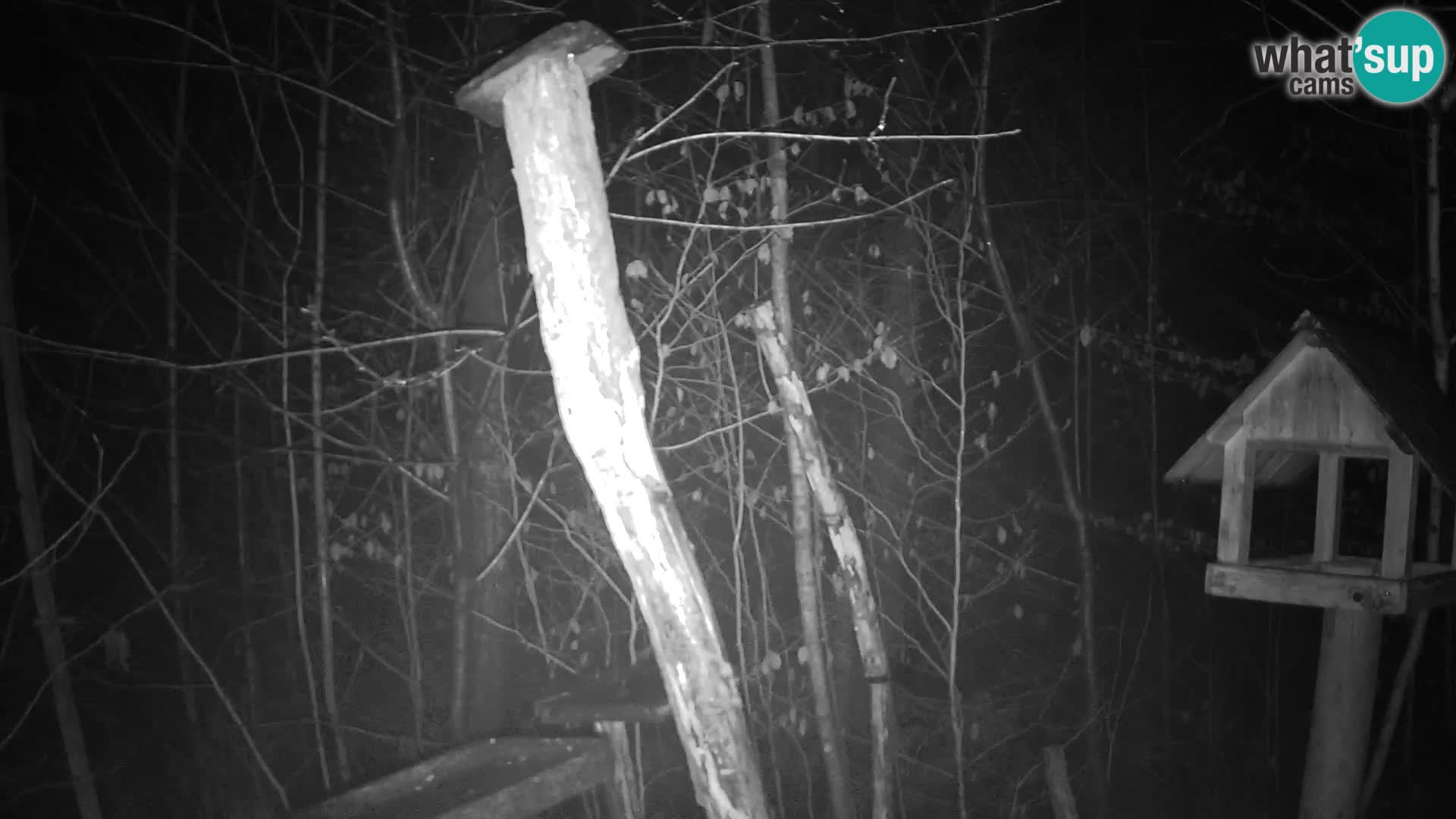 Mangeoires pour oiseaux au ZOO live webcam Ljubljana