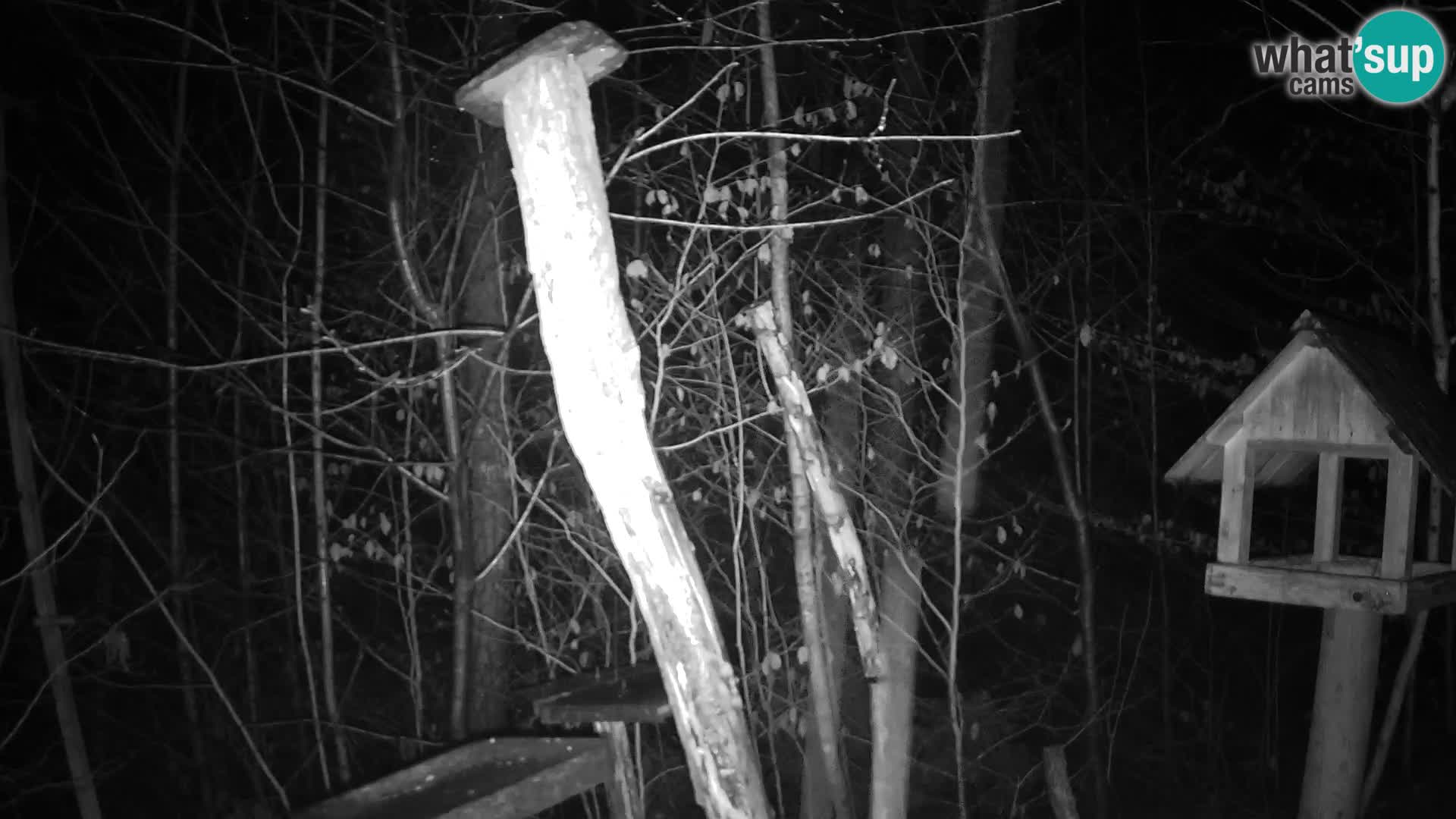 Vogelfutterhäuschen im ZOO webcam Ljubljana