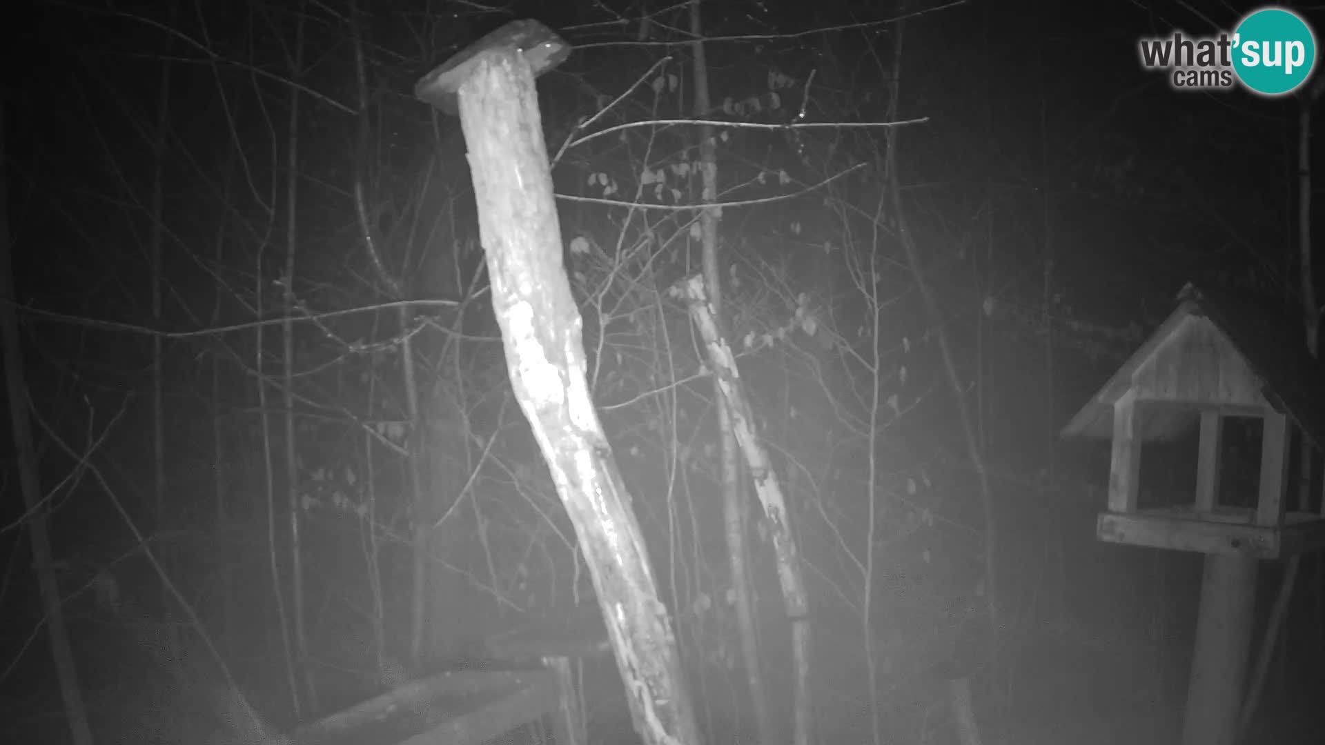 Mangeoires pour oiseaux au ZOO live webcam Ljubljana