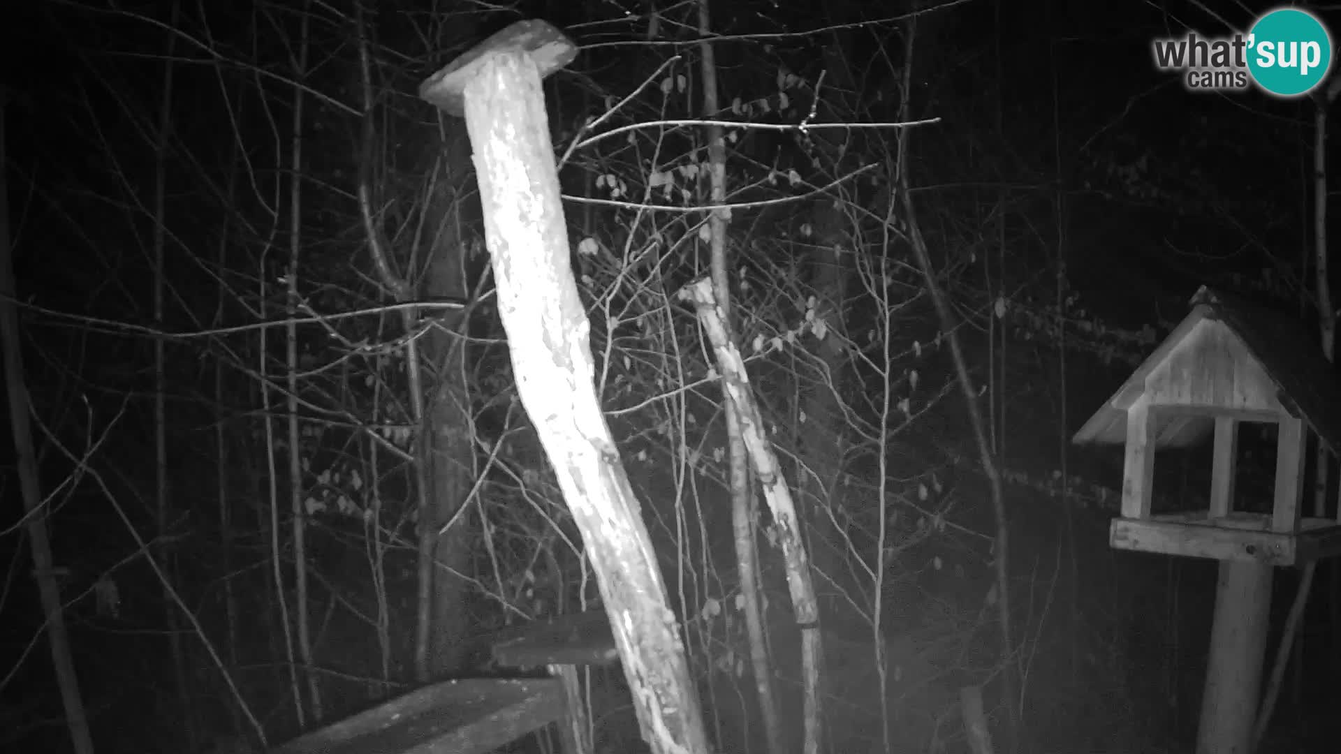 Bird feeders at ZOO Ljubljana webcam