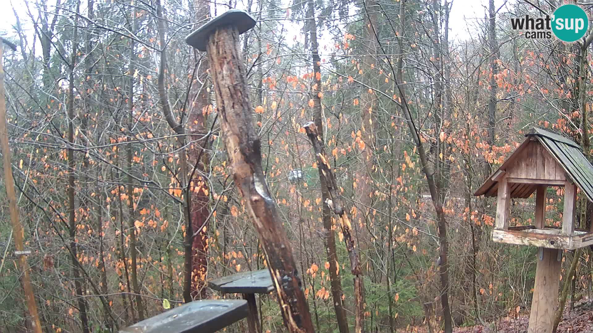 Hranilice za ptice u ZOO web kamera Ljubljana