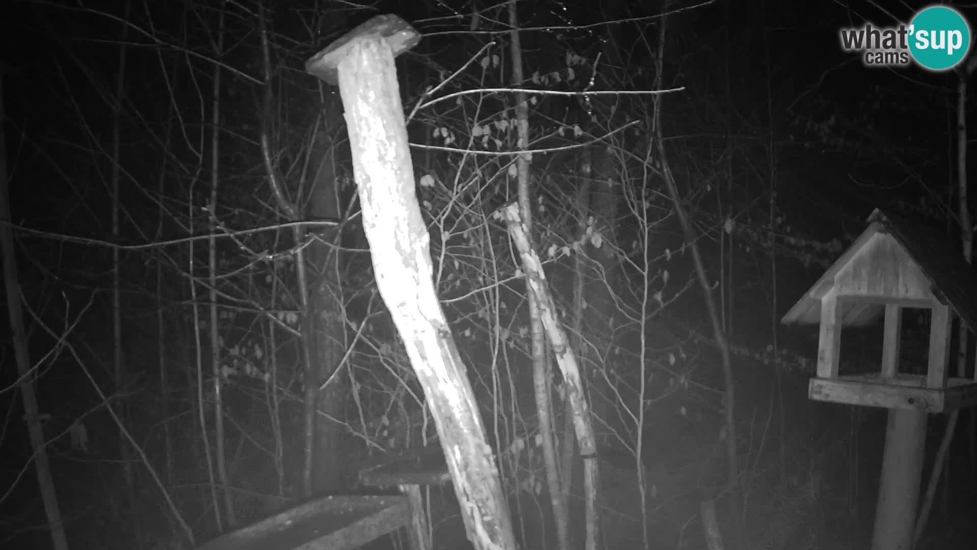 Vogelfutterhäuschen im ZOO webcam Ljubljana