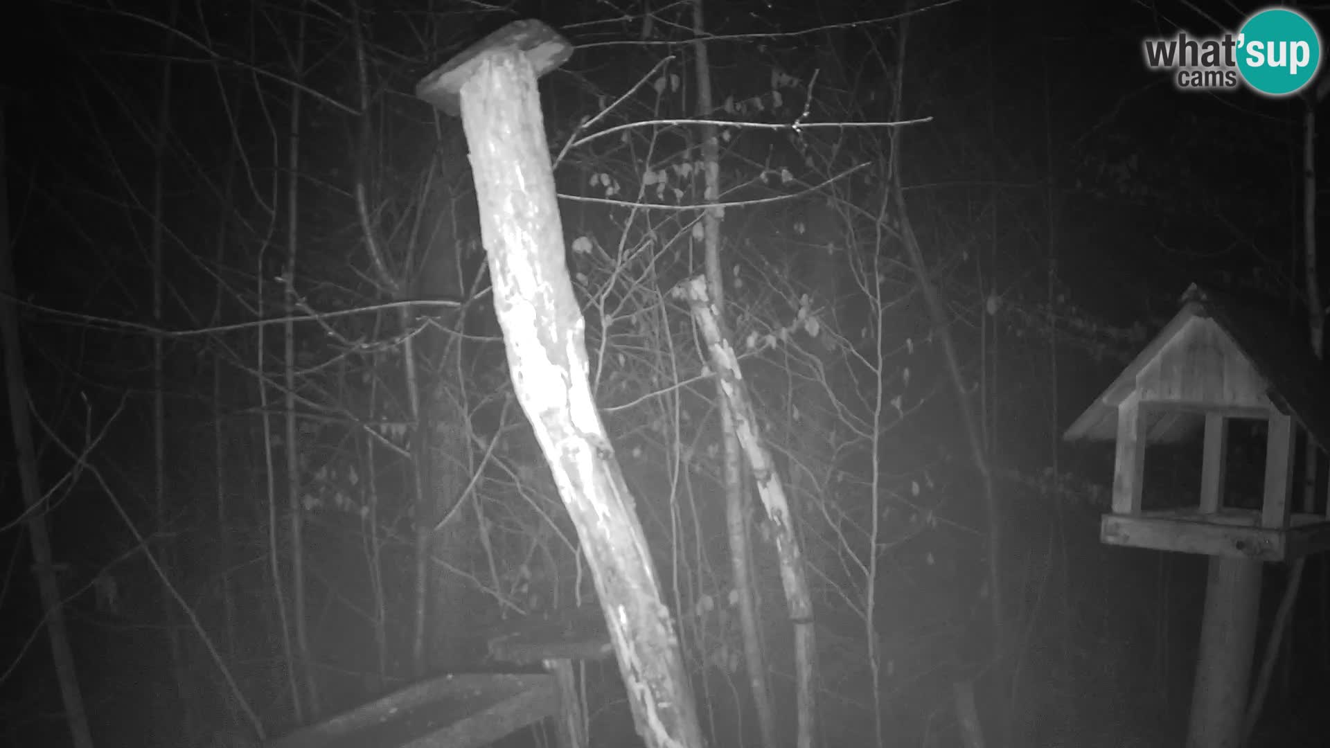 Hranilice za ptice u ZOO web kamera Ljubljana