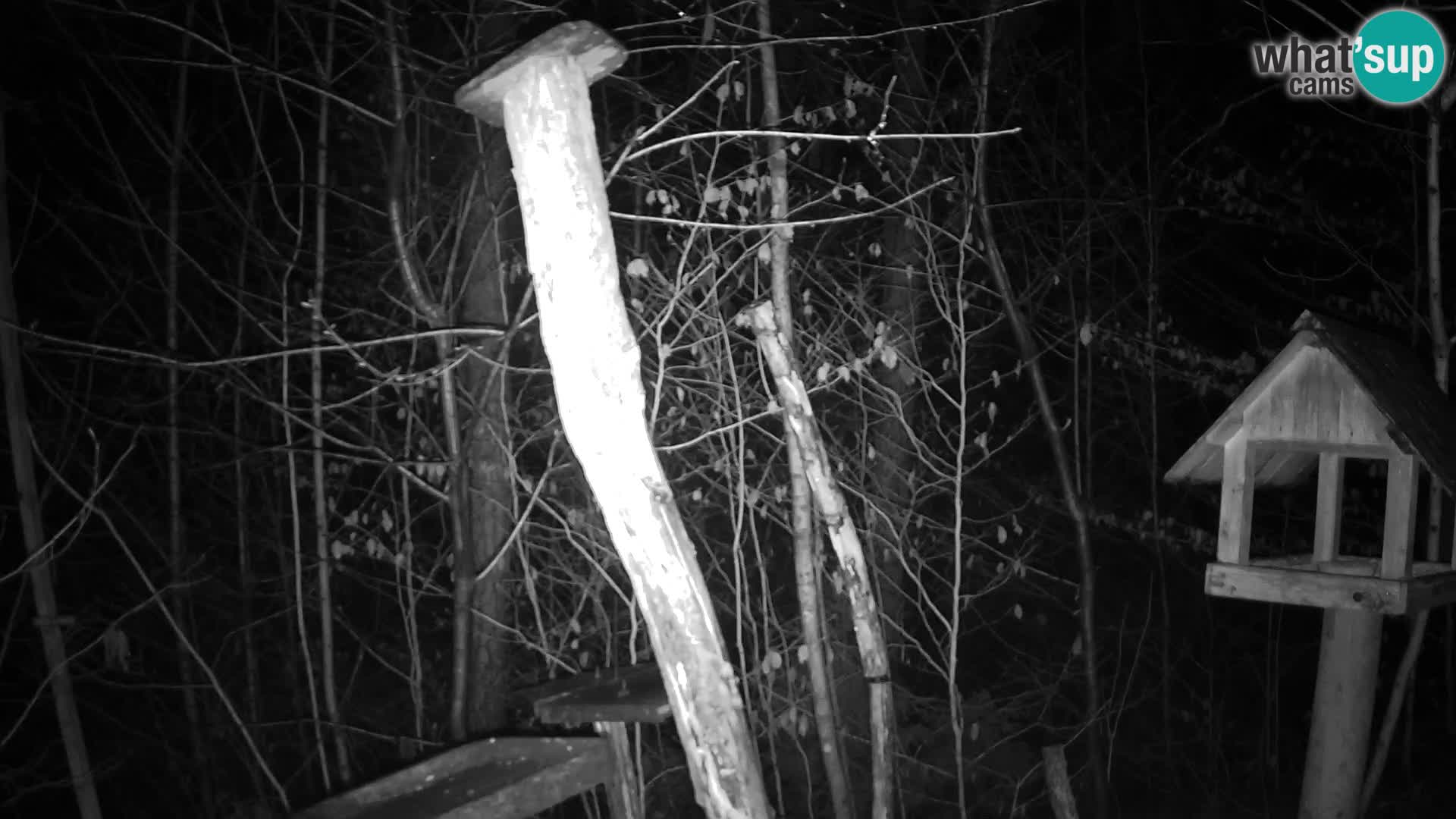 Mangiatoie per uccelli allo ZOO di Lubiana livecam