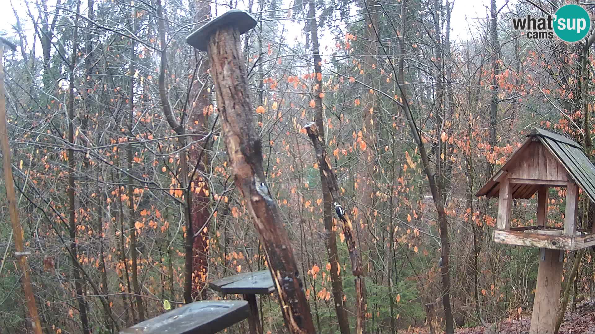 Bird feeders at ZOO Ljubljana webcam