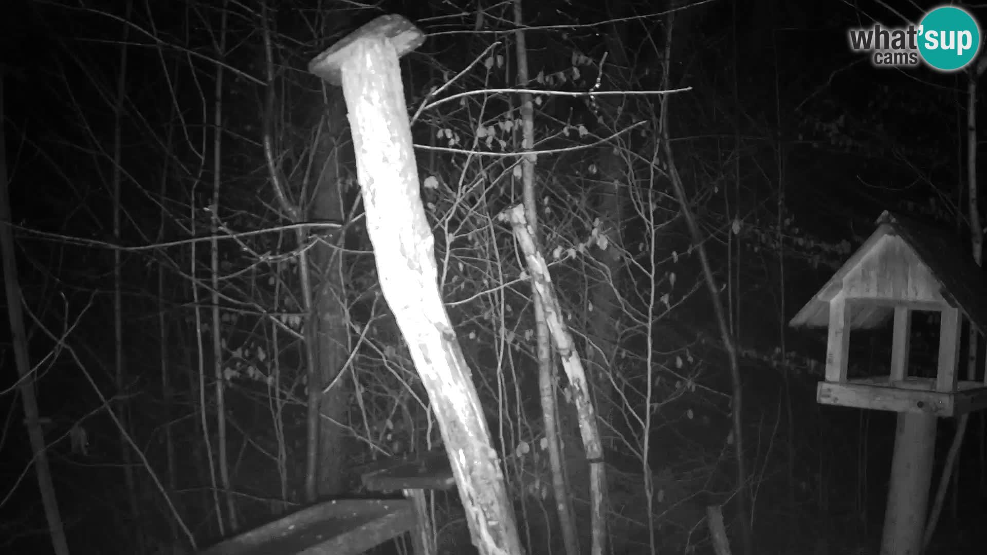 Vogelfutterhäuschen im ZOO webcam Ljubljana