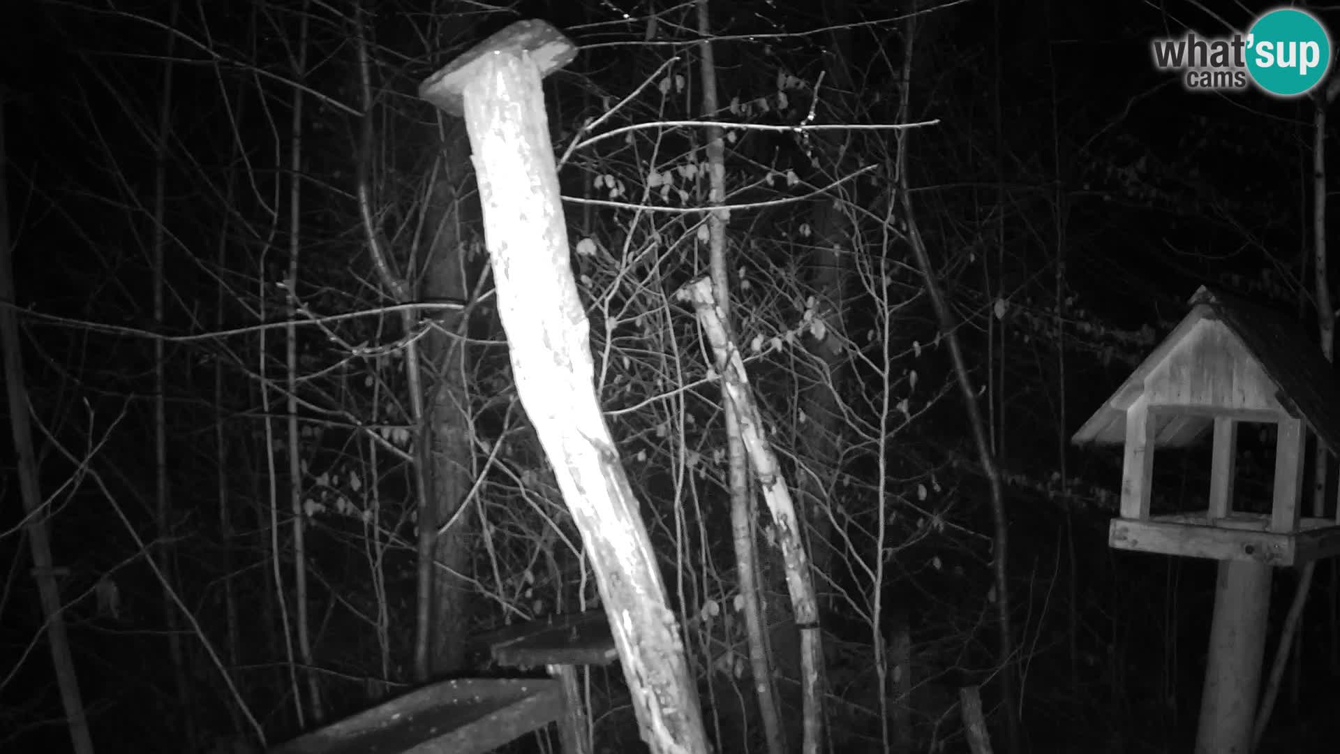 Mangeoires pour oiseaux au ZOO live webcam Ljubljana