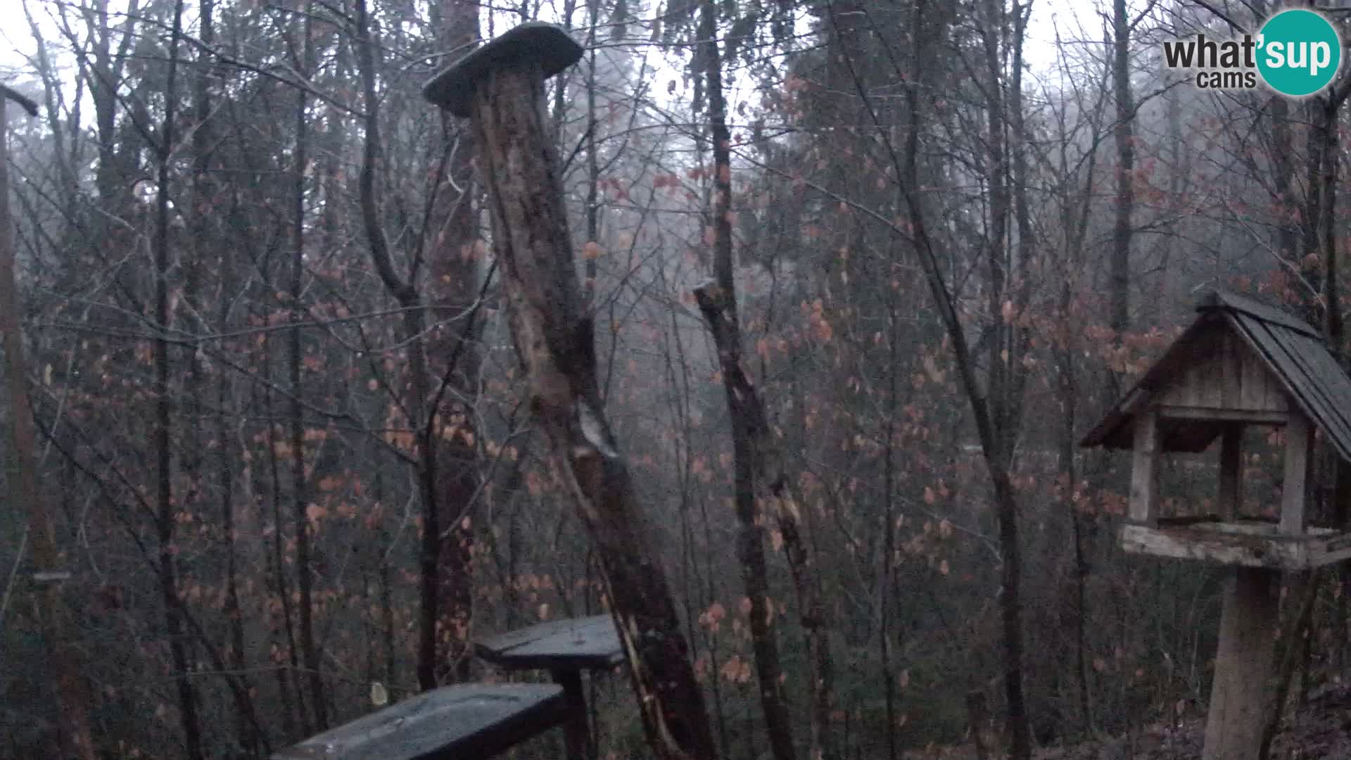 Hranilice za ptice u ZOO web kamera Ljubljana