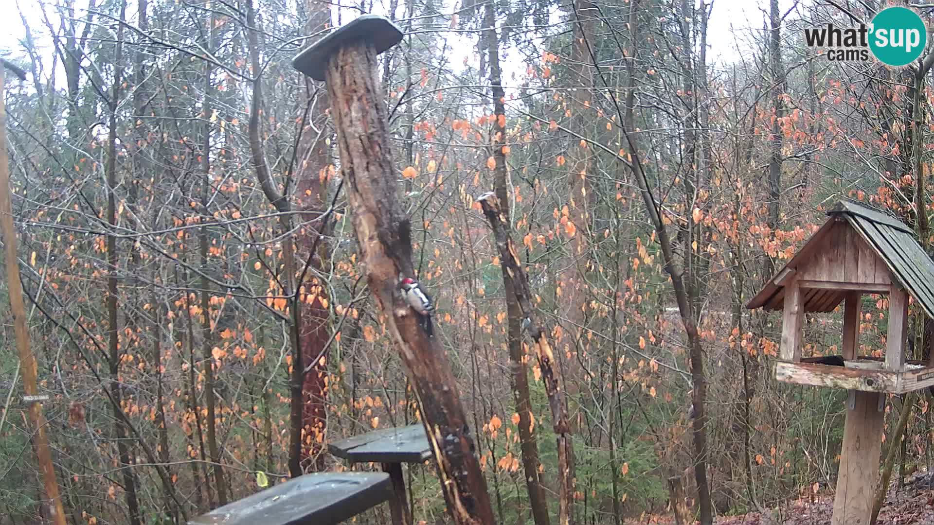 Hranilice za ptice u ZOO web kamera Ljubljana