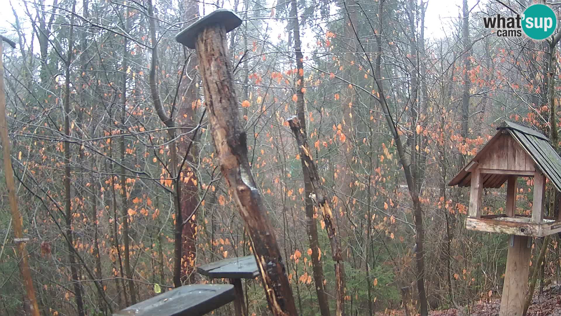 Vogelfutterhäuschen im ZOO webcam Ljubljana