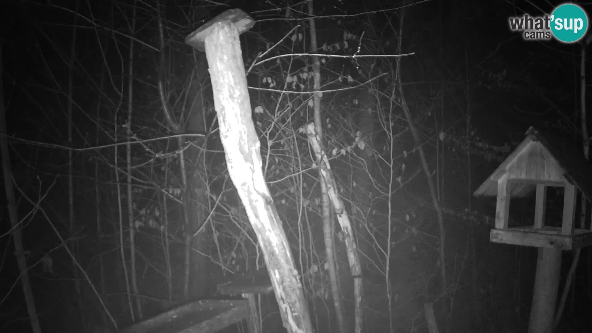 Vogelfutterhäuschen im ZOO webcam Ljubljana