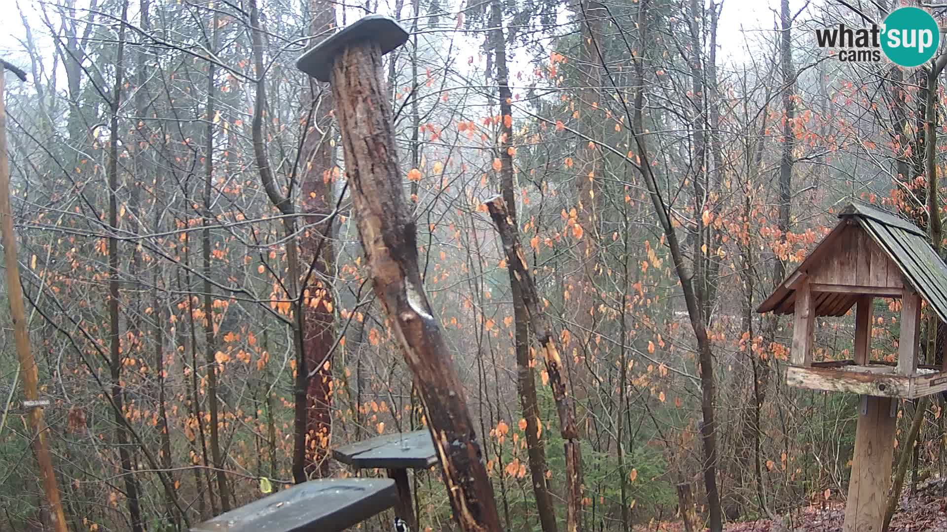 Comederos para pájaros en ZOO Ljubljana camera en vivo