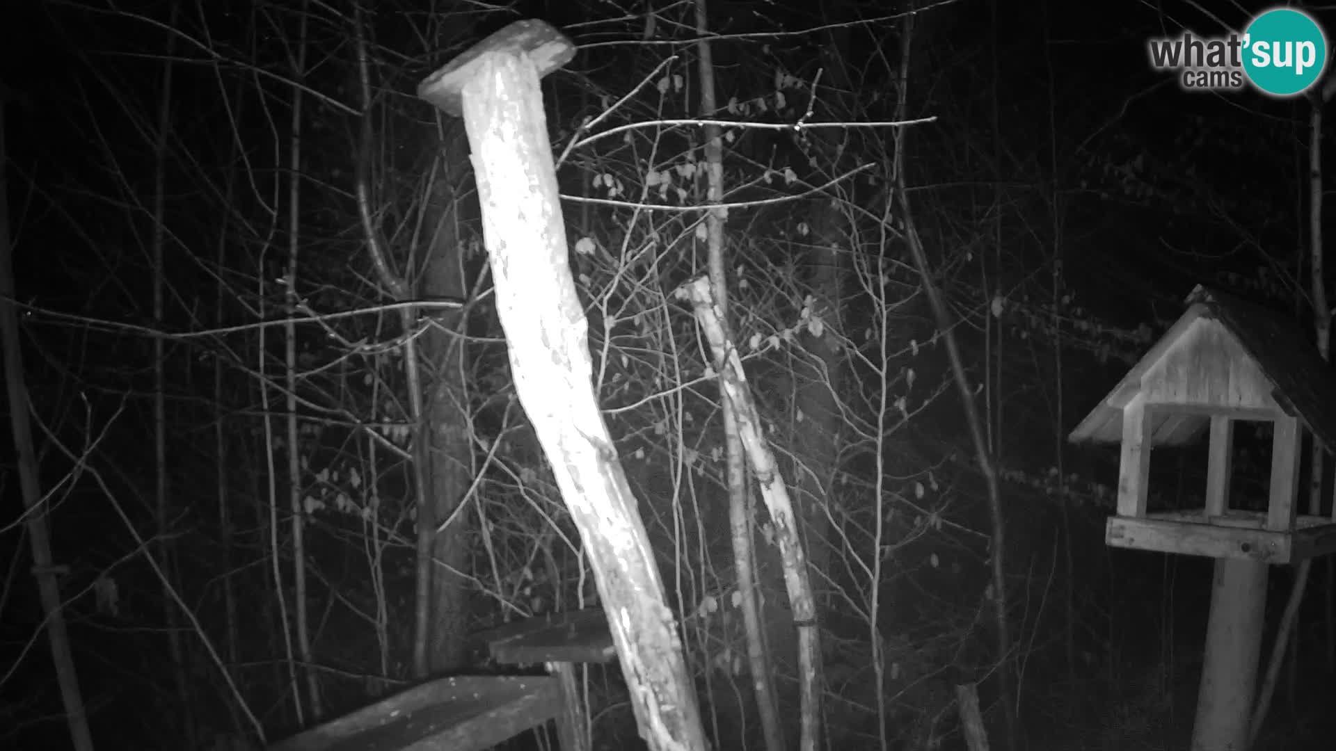 Hranilice za ptice u ZOO web kamera Ljubljana