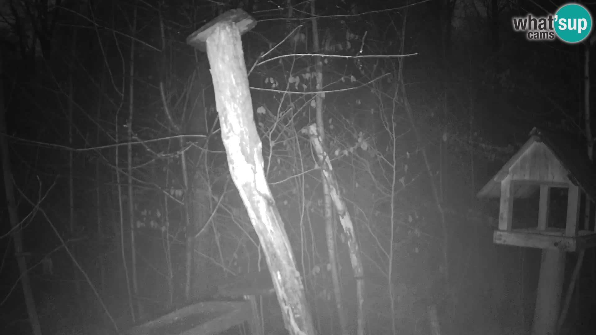 Mangeoires pour oiseaux au ZOO live webcam Ljubljana