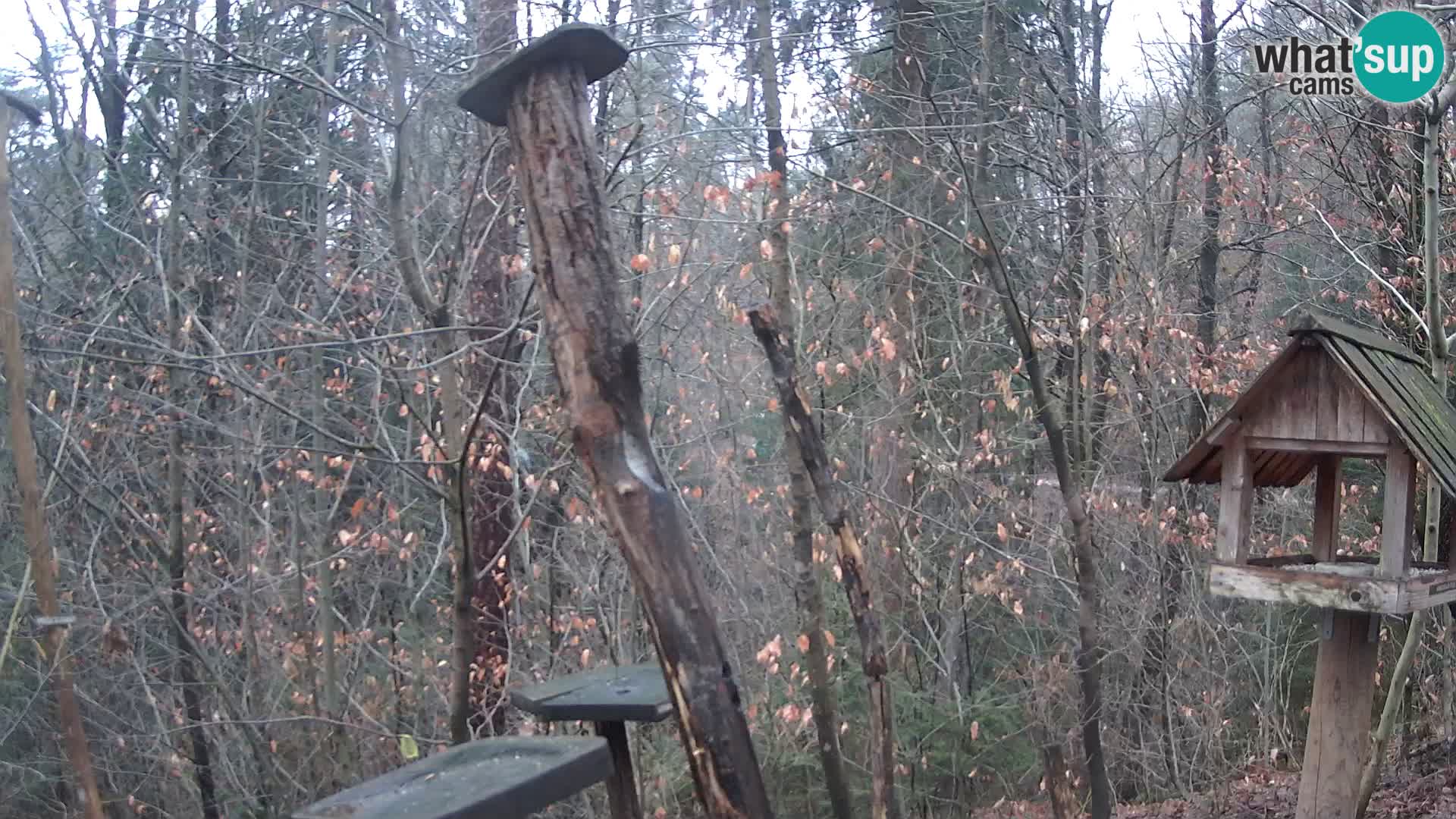 Bird feeders at ZOO Ljubljana webcam