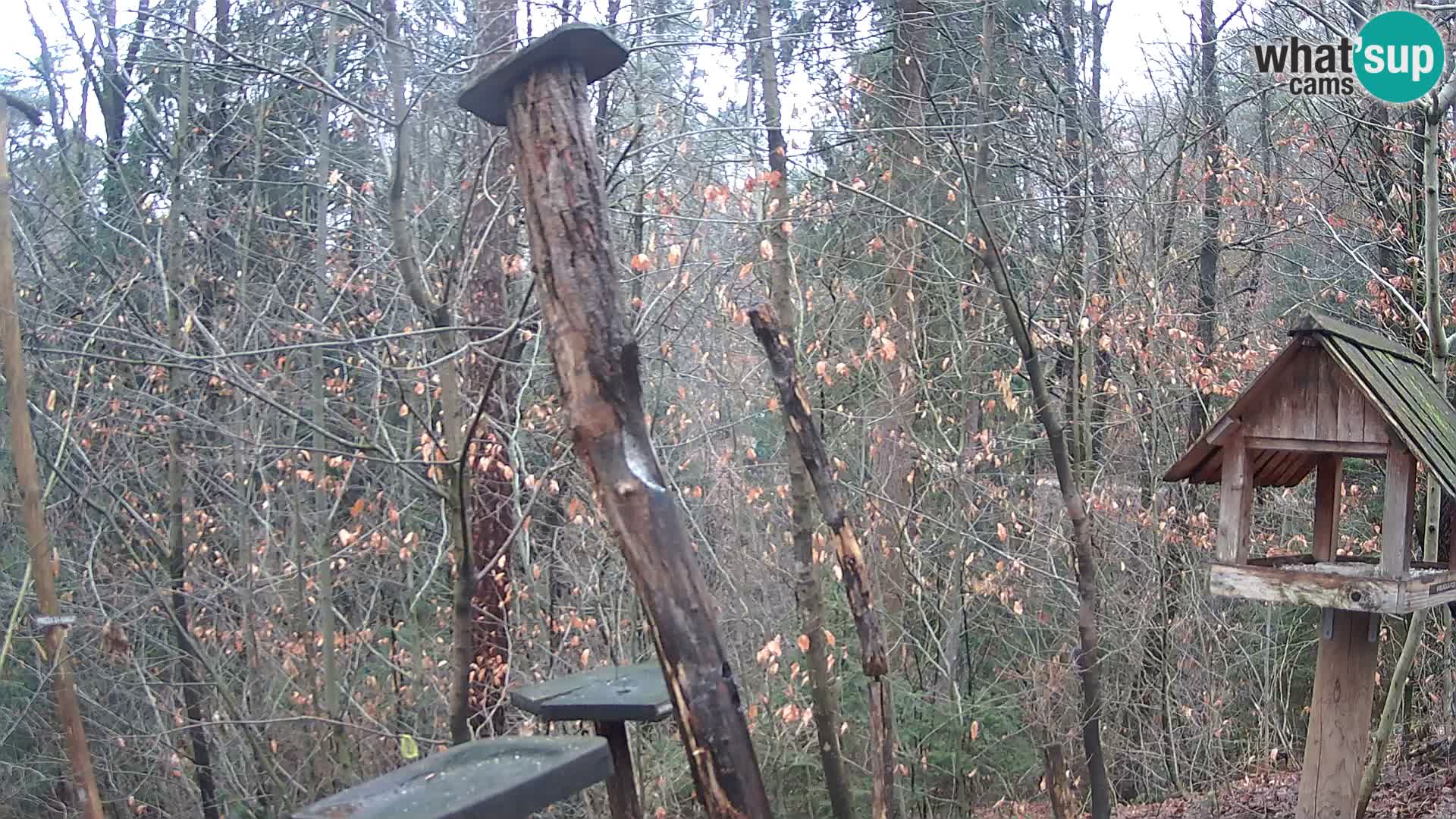Bird feeders at ZOO Ljubljana webcam