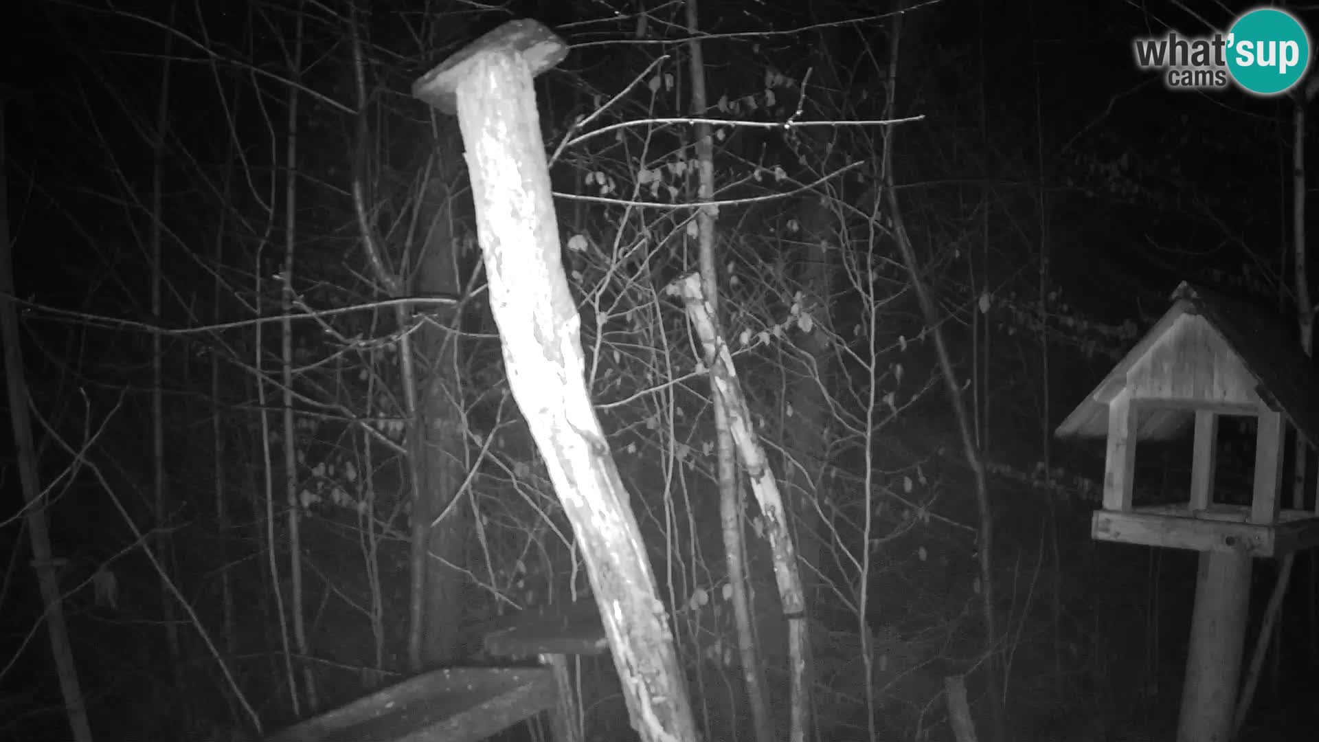 Krmilnice za ptiče v ZOO Ljubljana spletna kamera