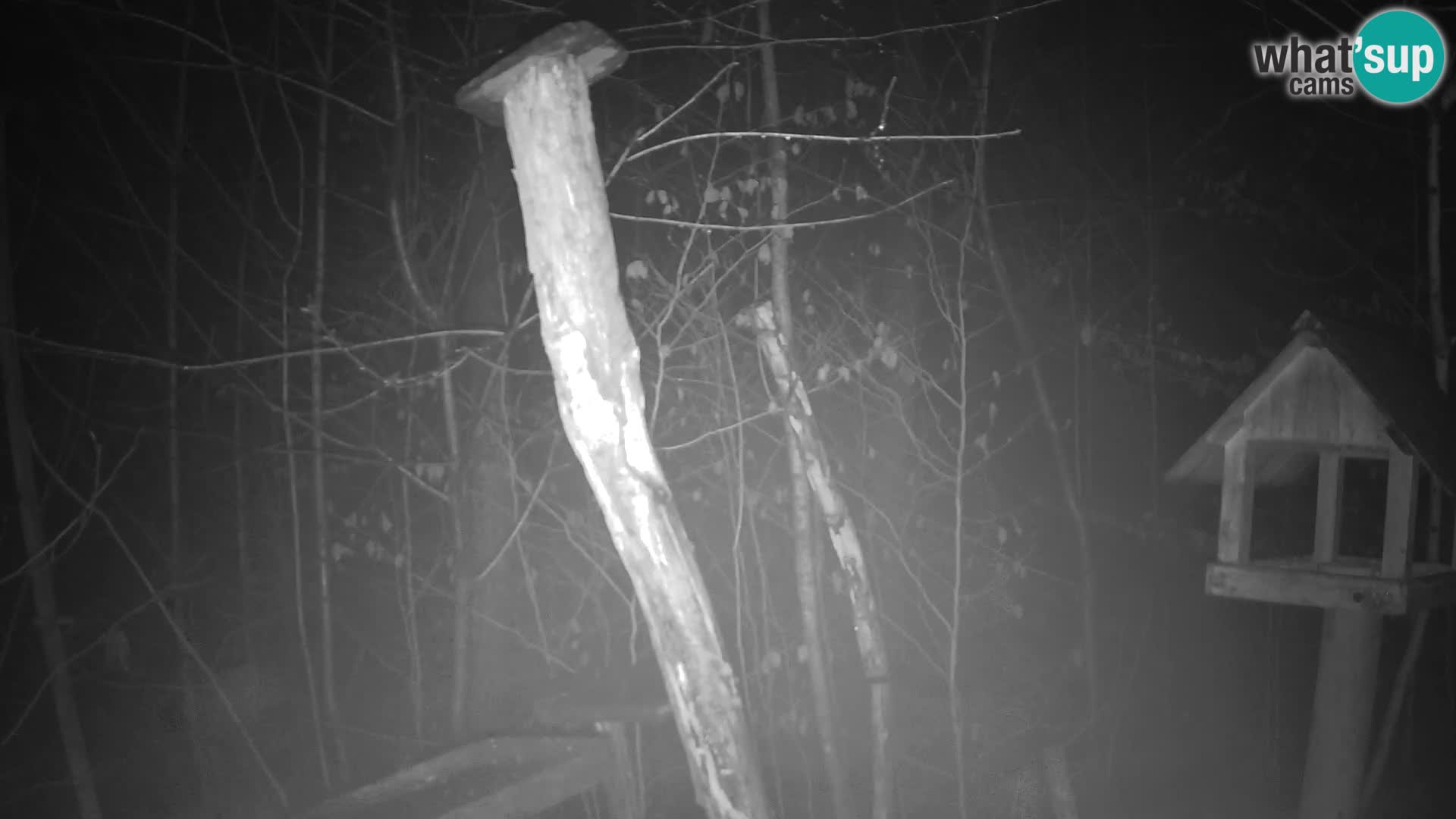 Vogelfutterhäuschen im ZOO webcam Ljubljana