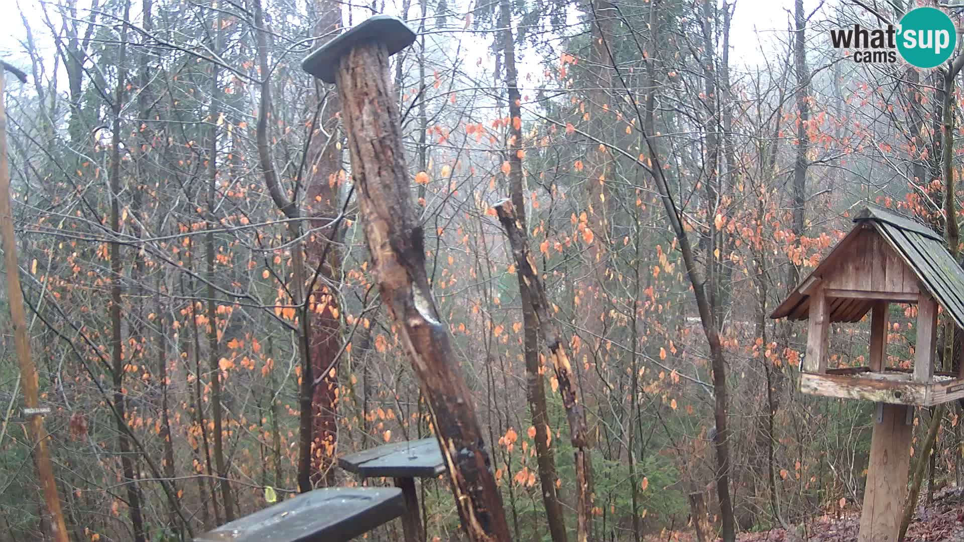 Mangeoires pour oiseaux au ZOO live webcam Ljubljana
