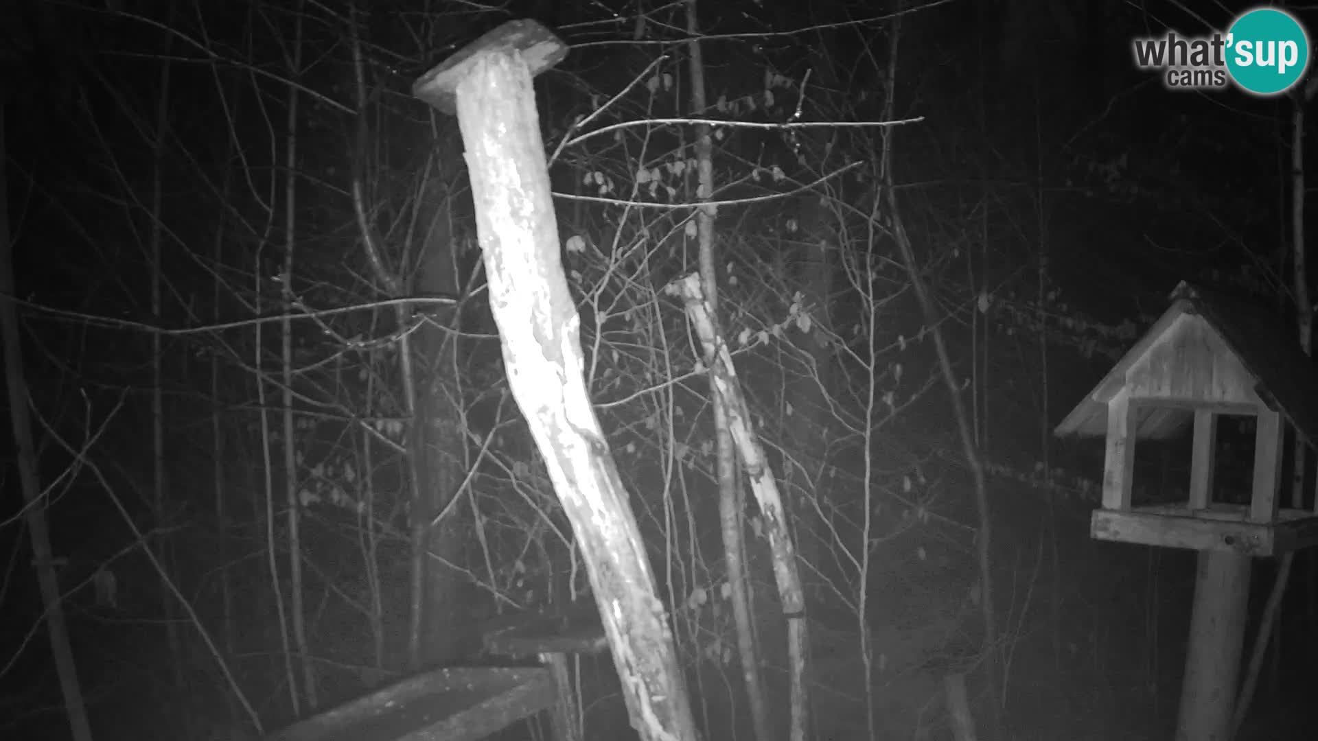 Comederos para pájaros en ZOO Ljubljana camera en vivo